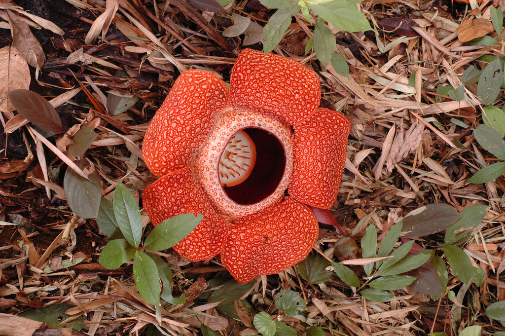 Sesetengah spesies Rafflesia boleh tumbuh sehingga 1 m diameter, menjadikannya bunga terbesar di dunia.