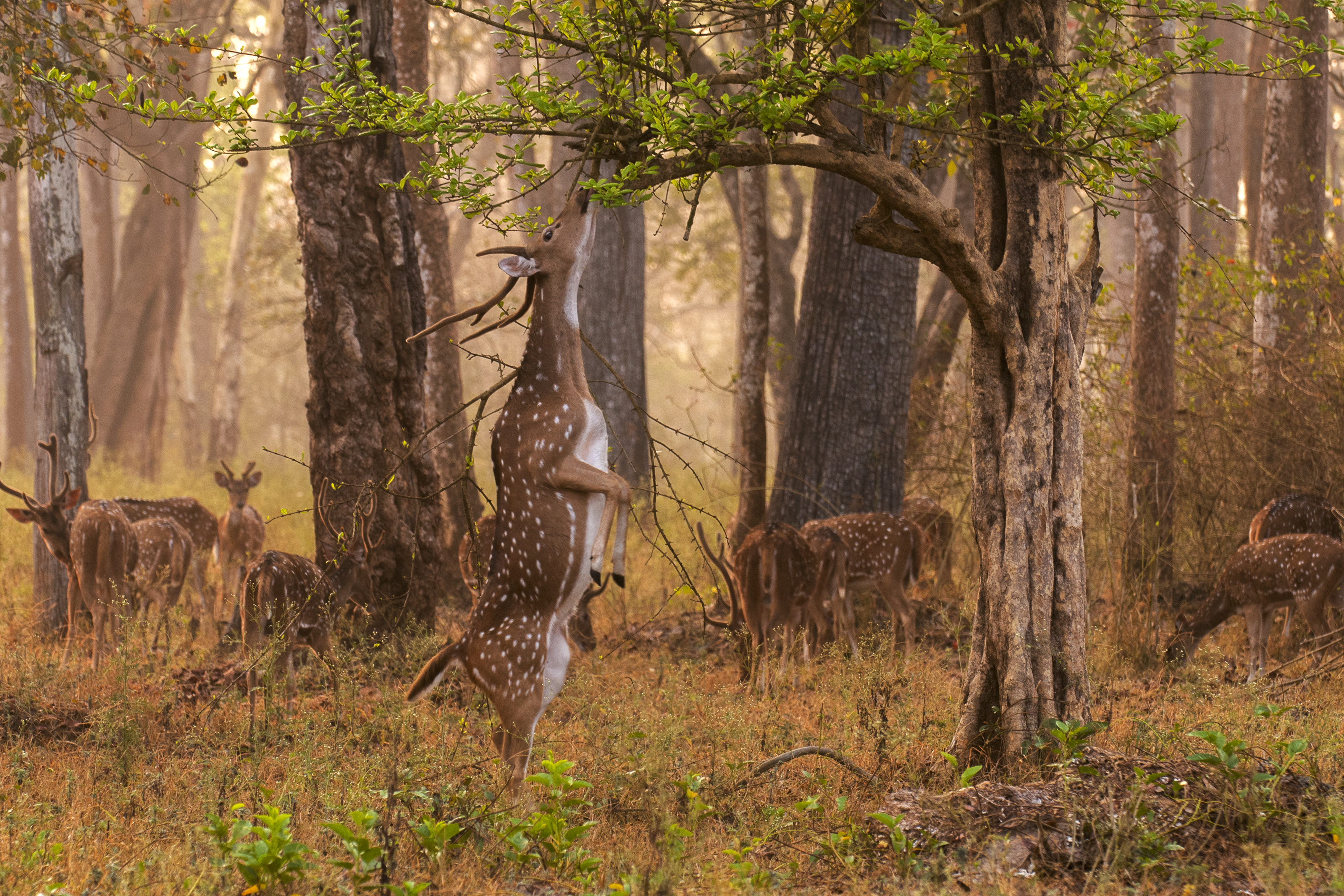 Seekor rusa chital (Axis axis) di Taman Negara Nagarhole di kawasan yang diliputi hutan gugur kering jati yang sederhana padat.