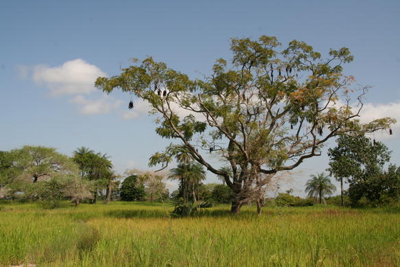 Landscape of the Casamance region, known for its greener environment compared to the north.