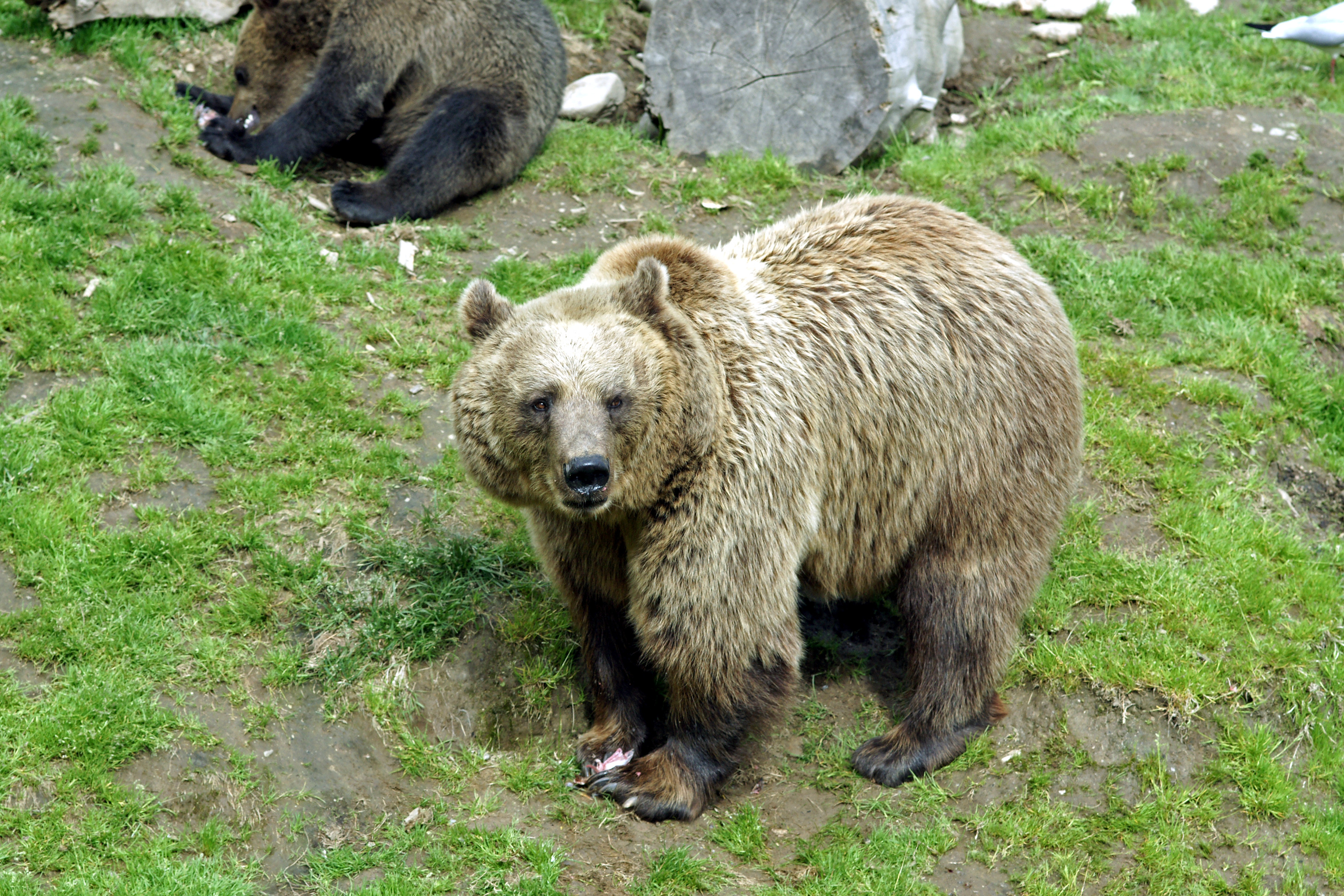 ヒグマはフィンランドの国の動物である。フィンランド最大の肉食動物でもある。