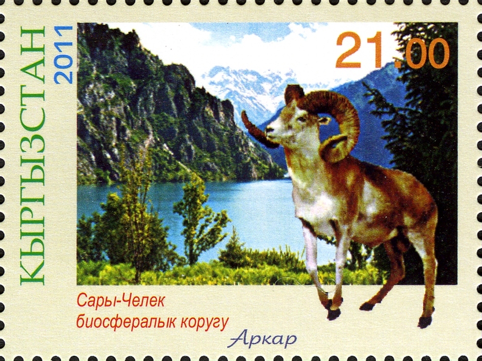 Domba liar, urial, pada prangko Kirgizstan.