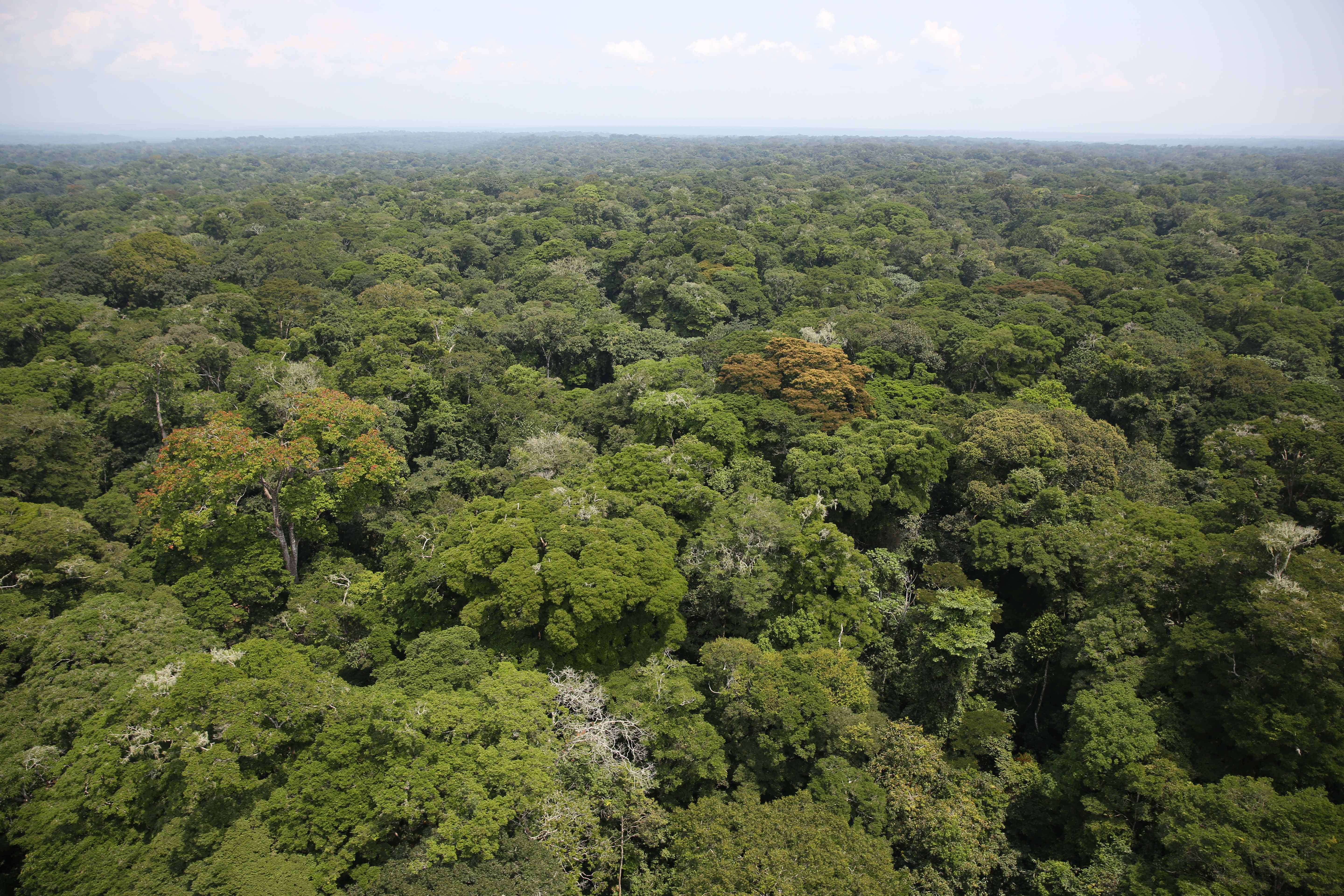 Hutan Hujan Ituri.