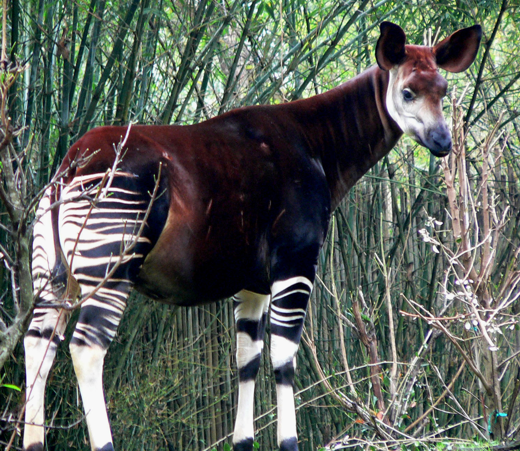Ditemui di hutan hujan Congo, okapi tidak diketahui oleh sains sehingga tahun 1901.
