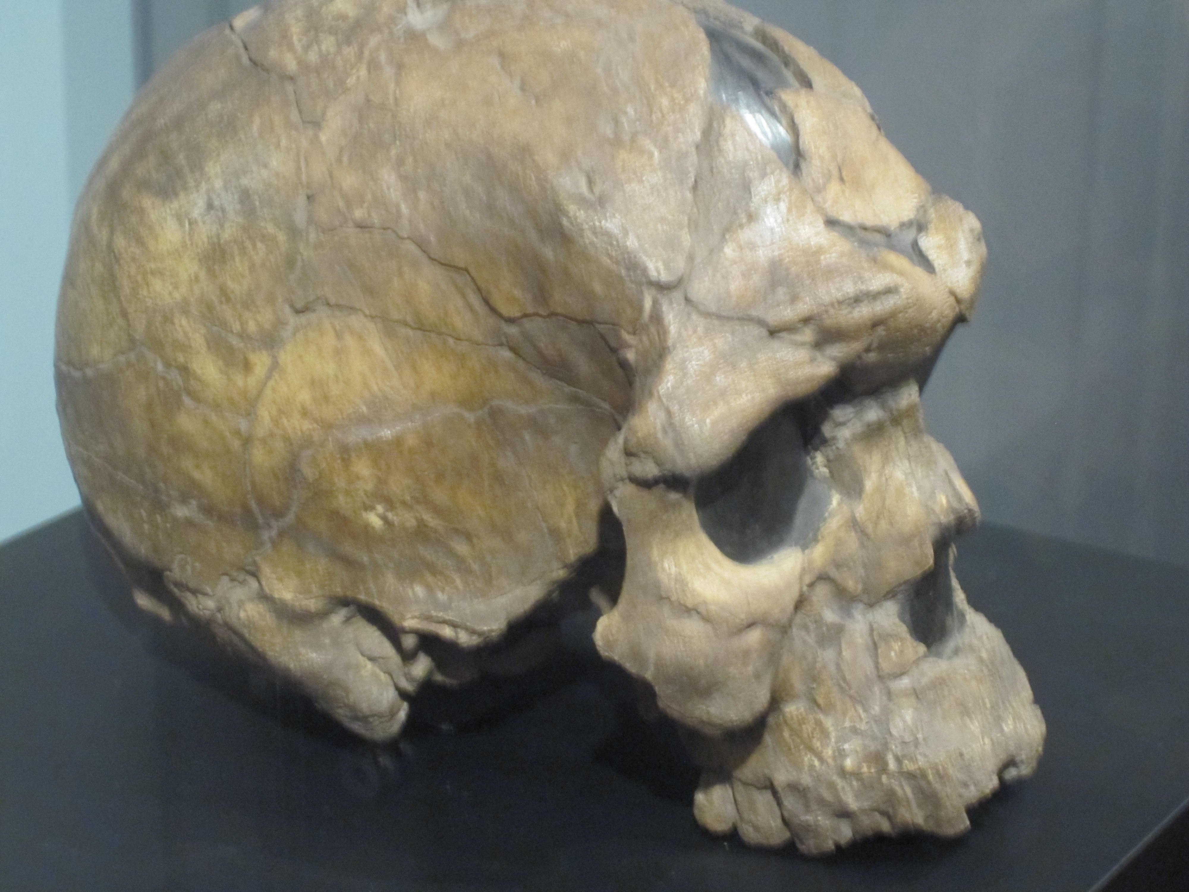 Một hộp sọ người Homo sapiens idaltu