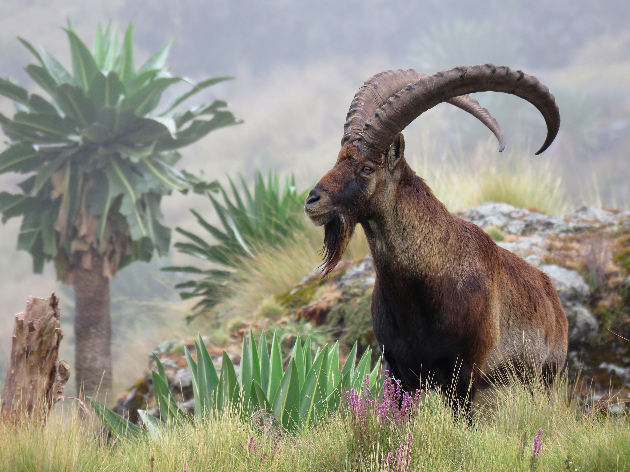 Walia Ibex di Taman Negara Pergunungan Simien, salah satu simbol kebangsaan Habsyah, hanya ditemui di utara negara ini