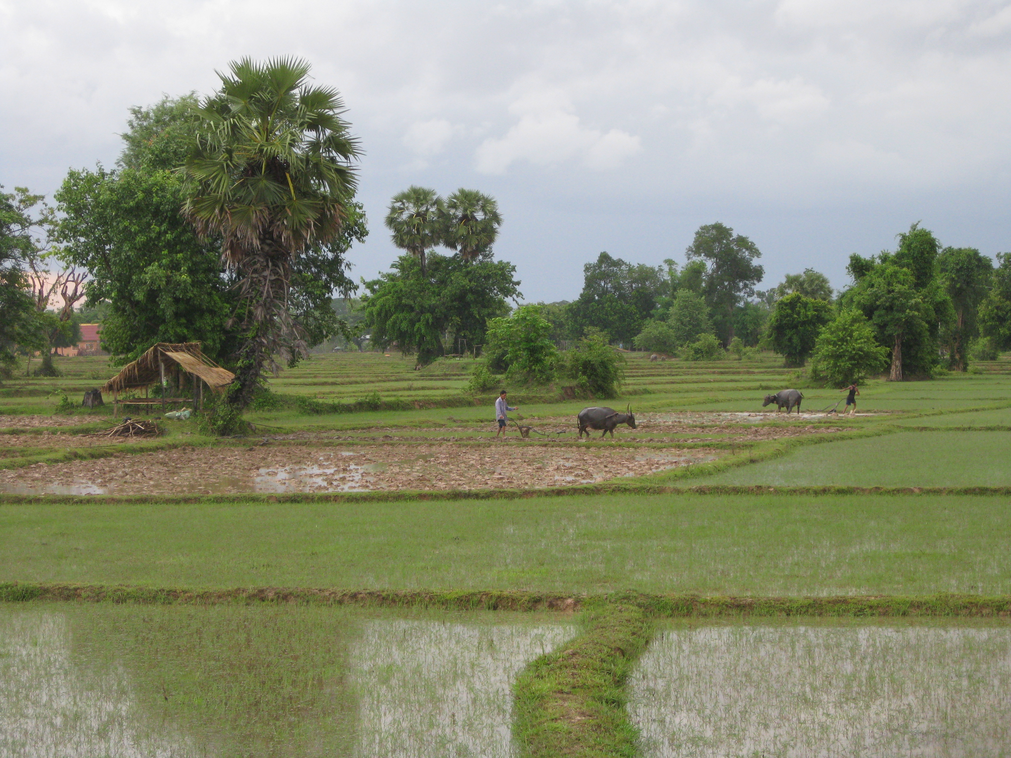 Sawah padi di Laos