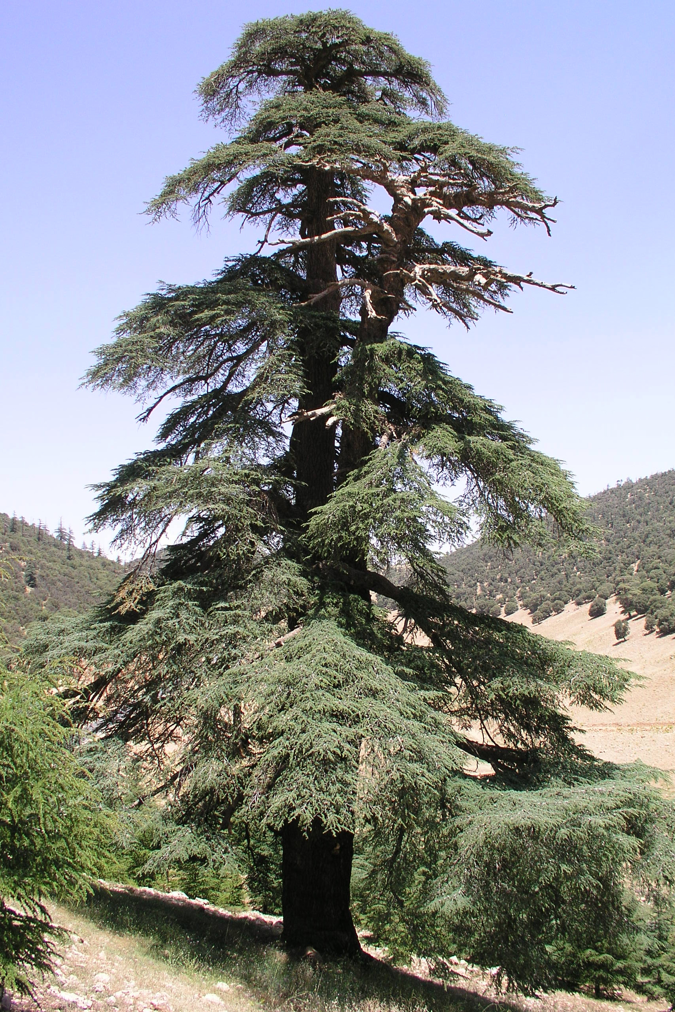 Pokok cedar Atlas lama di banjaran Atlas