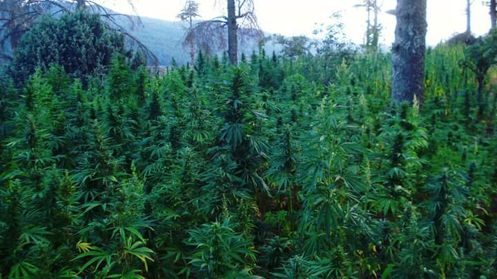 Ladang ganja di gunung Ketama Tidighine, Maghribi