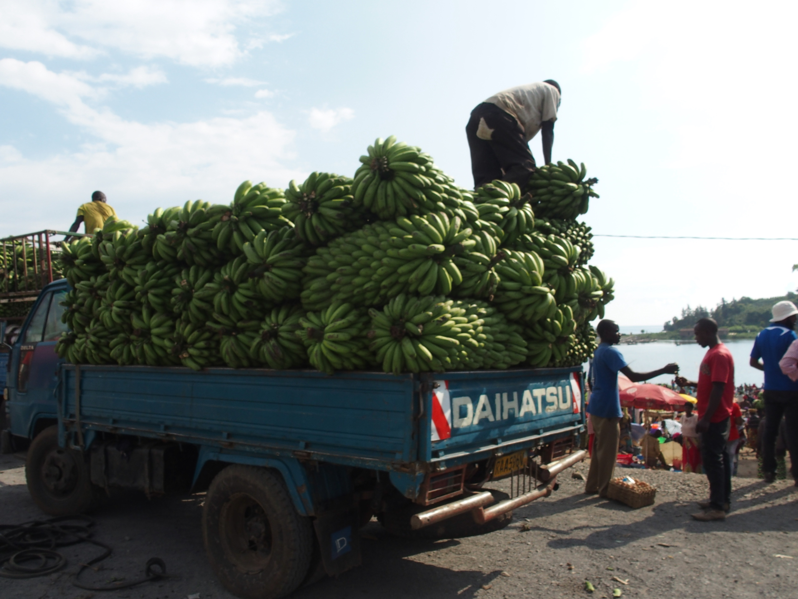 Rwanda memproduksi 2,6 juta ton pisang pada tahun 2019, tanaman komersial terbesarnya.