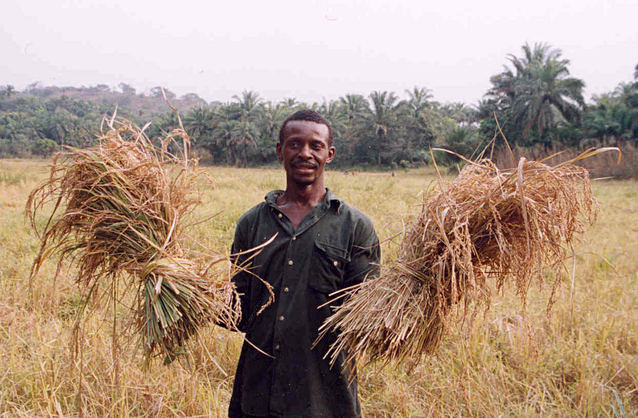 Seorang petani dengan hasil padinya di Sierra Leone. Dua pertiga daripada penduduk Sierra Leone terlibat secara langsung dalam pertanian sara diri.