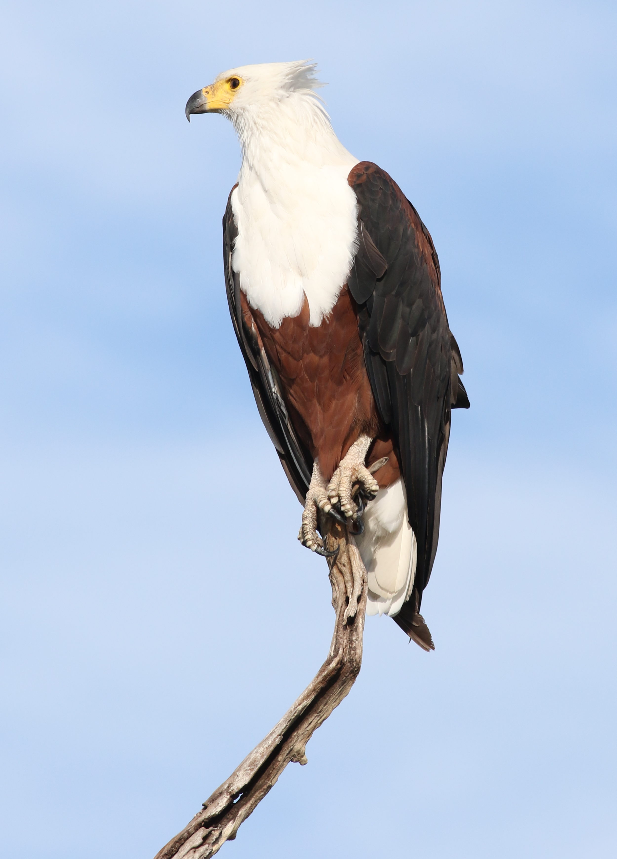 The African fish eagle is the official national animal of Zambia and a common sight near its rivers and lakes.