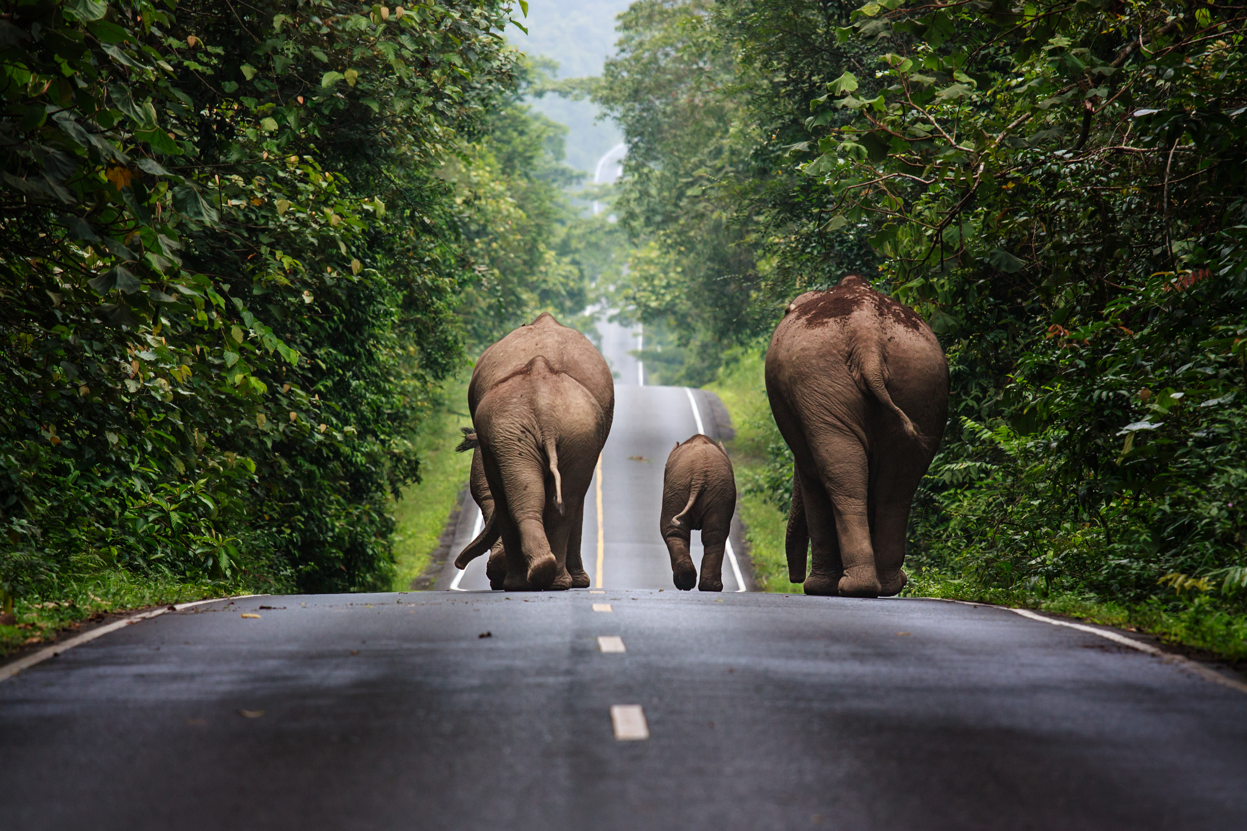 Populasi gajah Asia di hutan liar Thailand telah menurun kepada kira-kira 2,000-3,000 ekor.