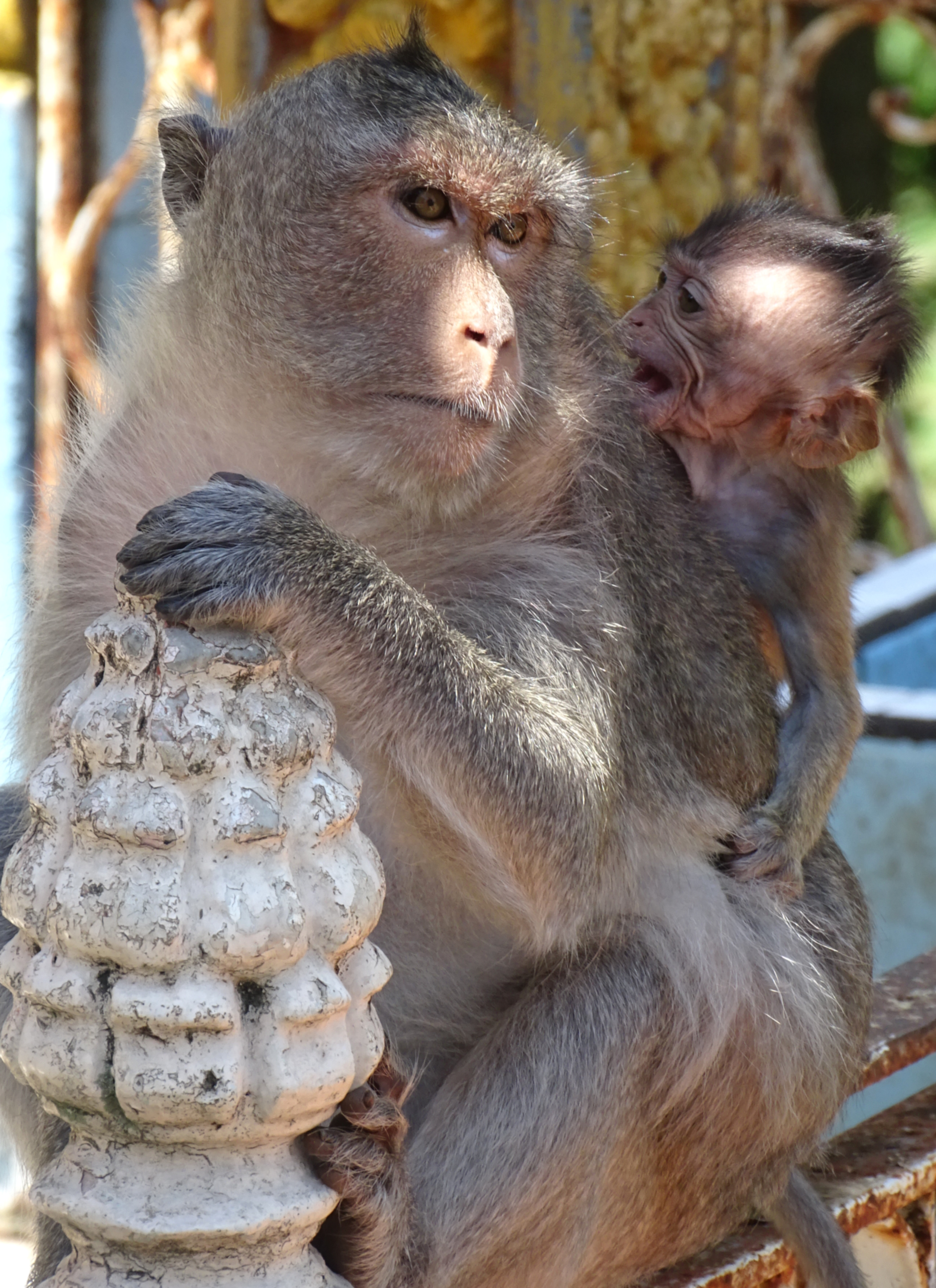 Monyet di Phnom Pros, Wilayah Kampong Cham