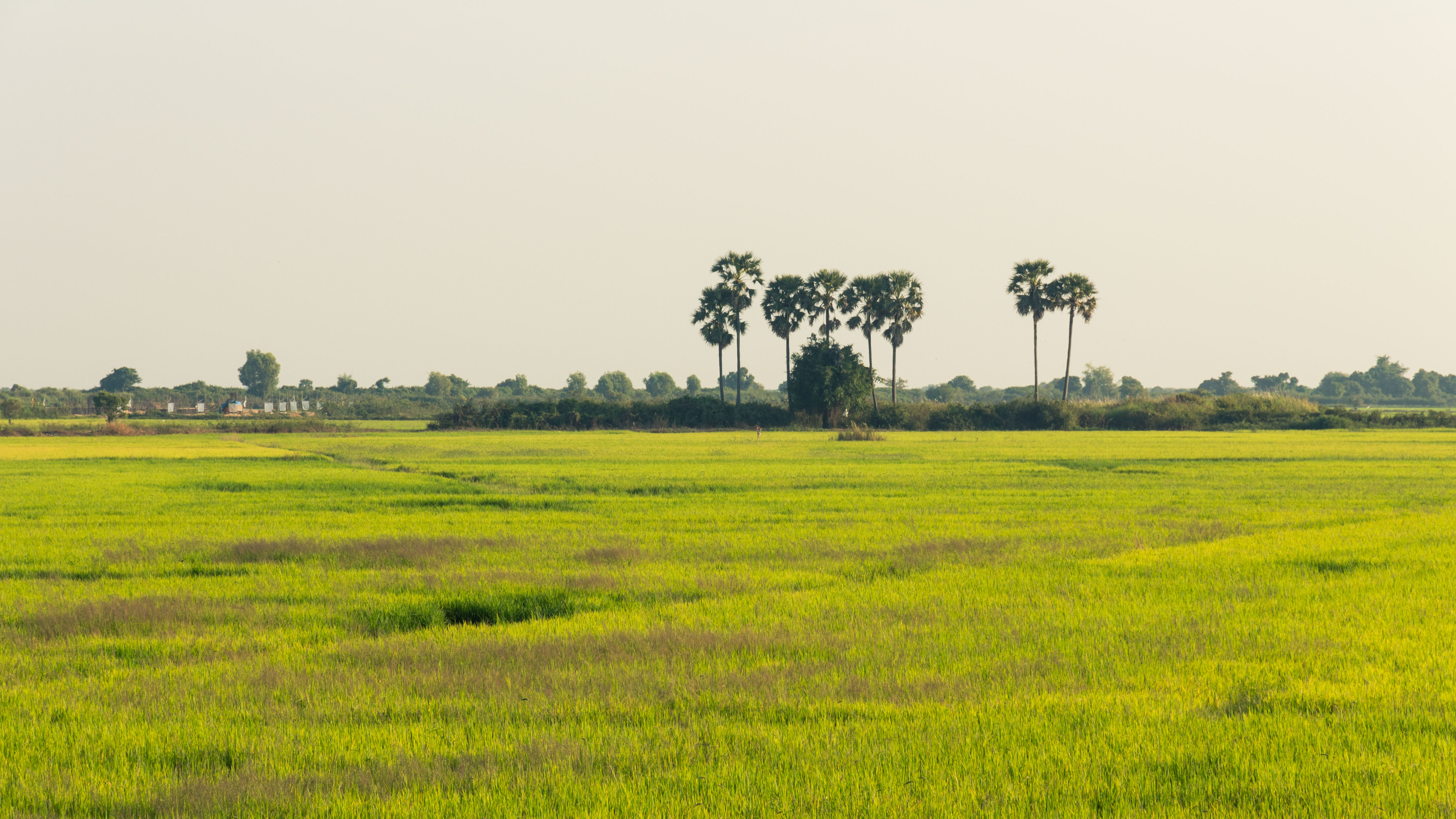 Sawah padi di Wilayah Siem Reap