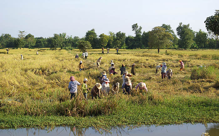 Petani menuai padi di Wilayah Battambang