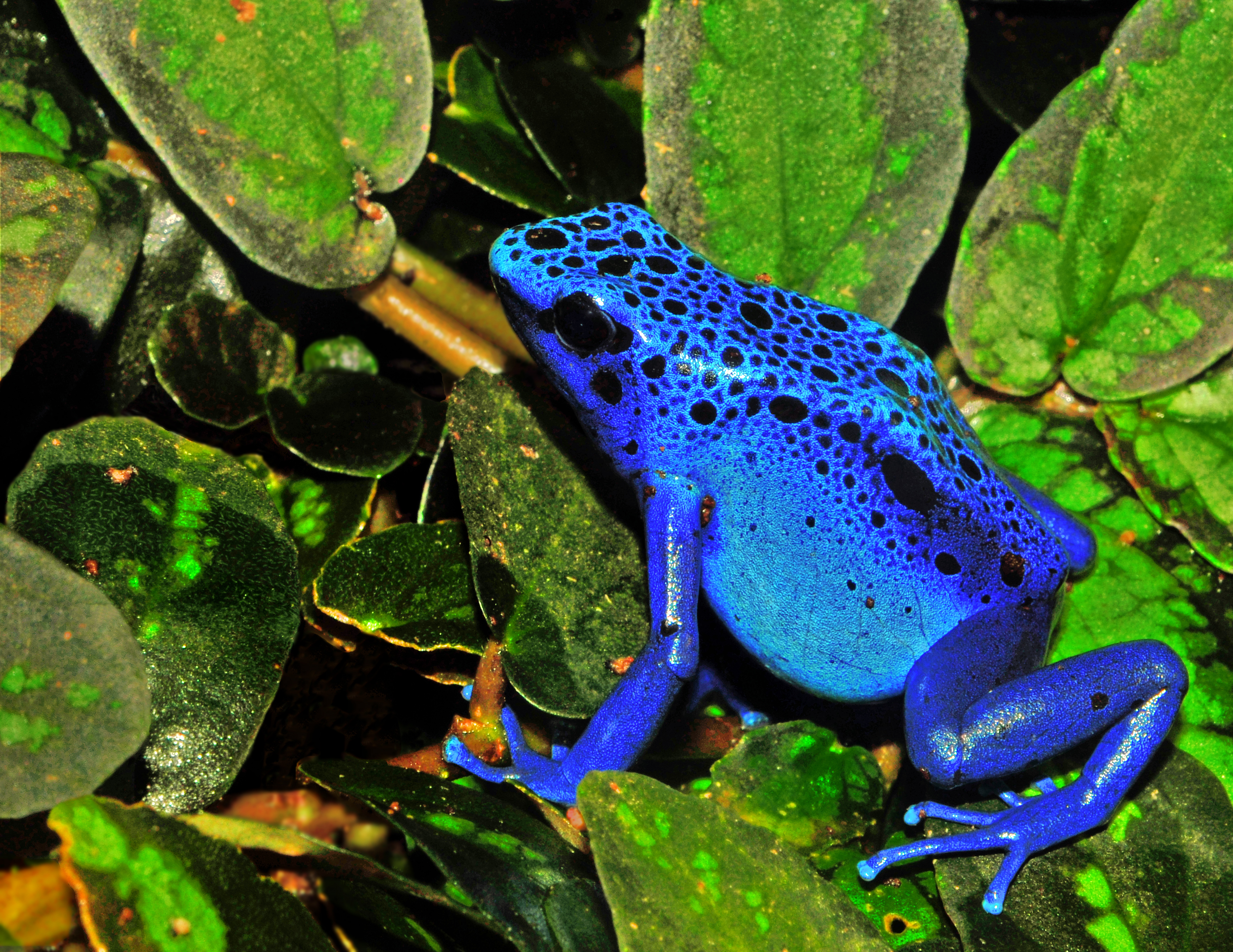 Katak panah beracun biru endemik Suriname.