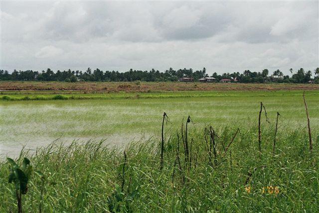 Sawah di Distrik Nickerie