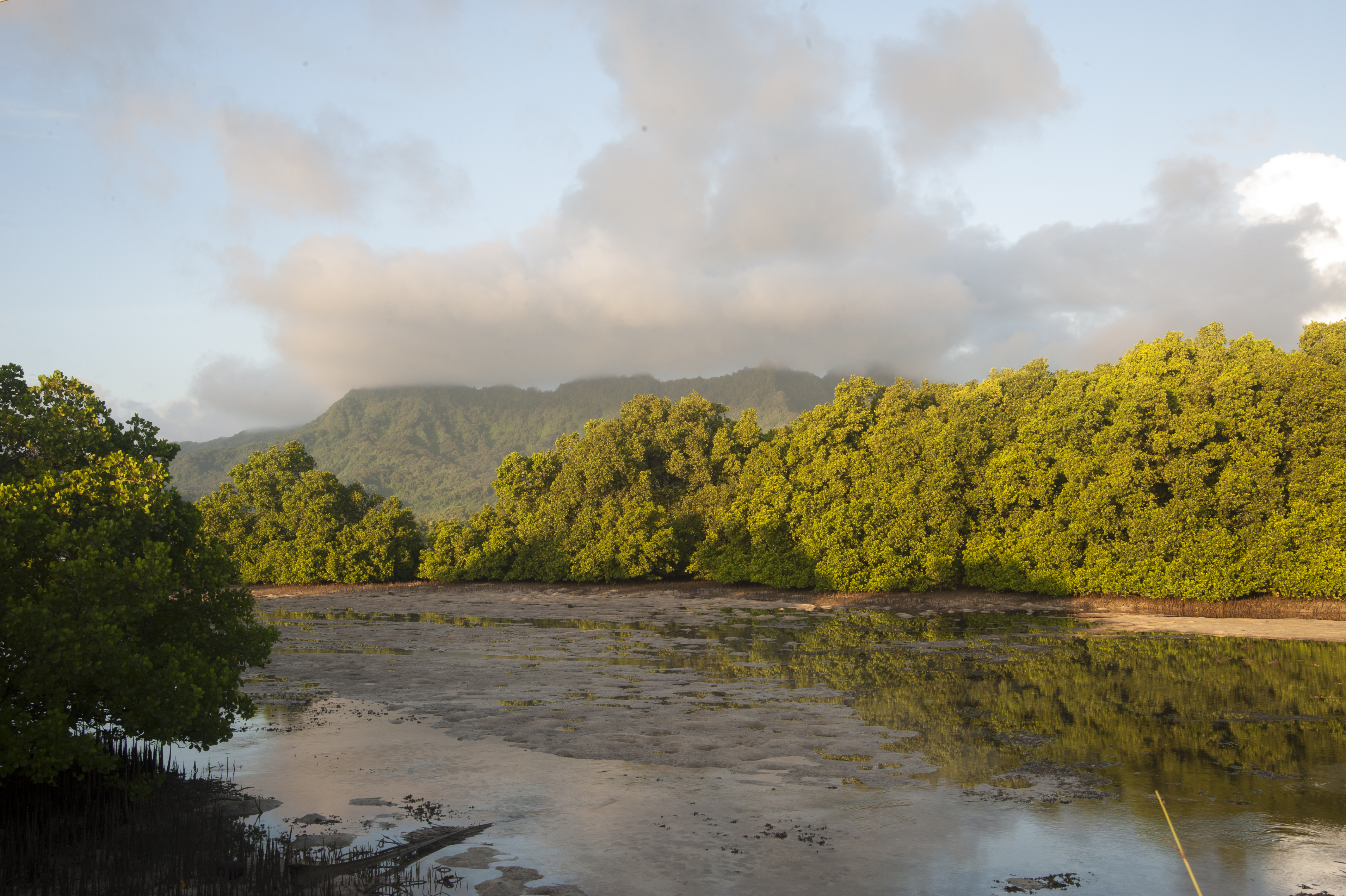 Hutan hujan tropis di Kosrae, bagian dari ekoregion Hutan Lembab Tropis Caroline.