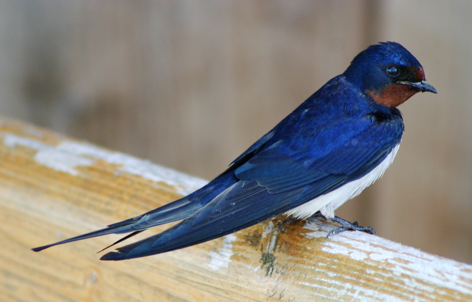 Burung layang-layang kampung (H. r. rustica) ialah burung kebangsaan Estonia.