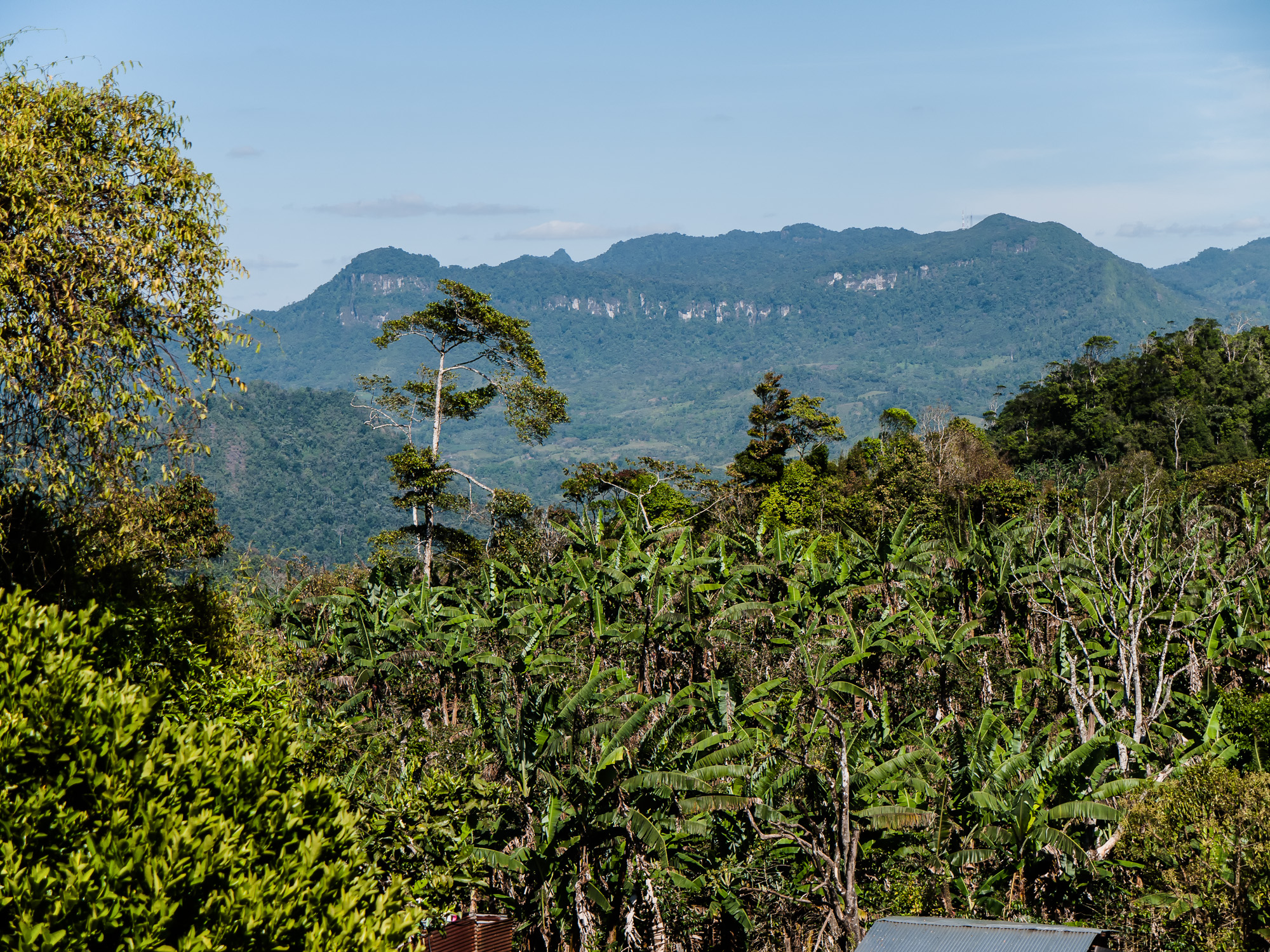 Peñas Blancas, bagian dari Cagar Biosfer Bosawás dan terletak di timur laut Jinotega di timur laut Nikaragua, adalah hutan hujan terbesar kedua di Belahan Barat setelah Hutan Hujan Amazon di Brasil.