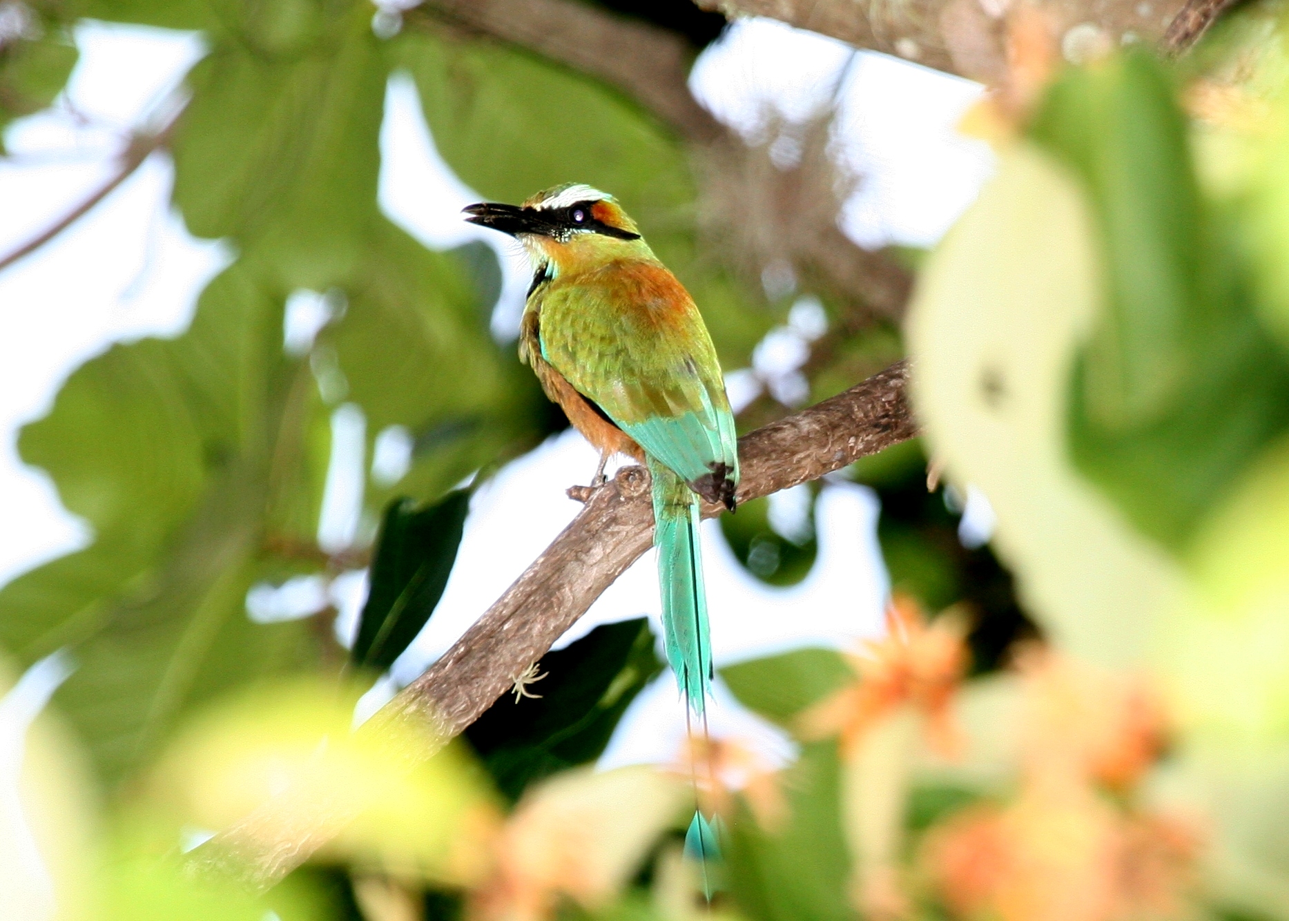 Guardabarranco (Motmot alis biru kehijauan) adalah burung nasional Nikaragua, salah satu contoh keanekaragaman hayati negara ini.