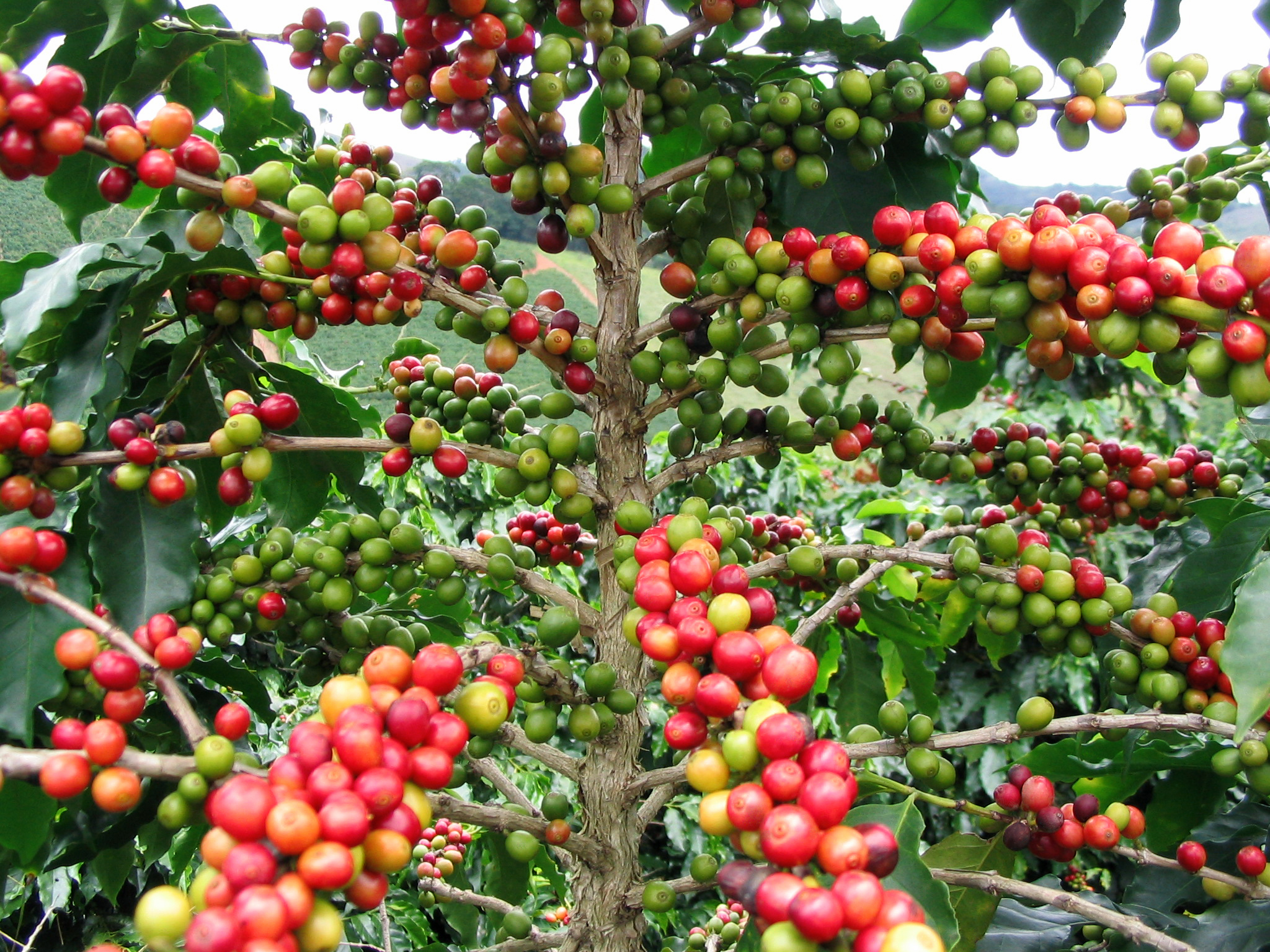 Kopi adalah salah satu ekspor terbesar Nikaragua. Kopi ditanam di Jinotega, Estelí, Nueva Segovia, Matagalpa, dan Madriz, dan diekspor ke seluruh dunia melalui Amerika Utara, Amerika Latin, Eropa, Asia, dan Australia. Nestlé dan Starbucks membeli kopi Nikaragua.