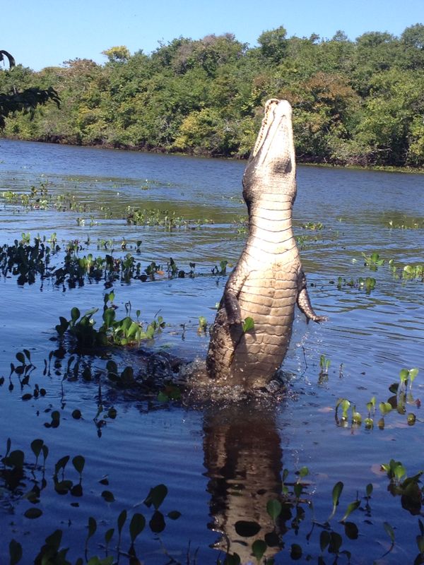 Buaya di Hato El Cedral di Negeri Apure