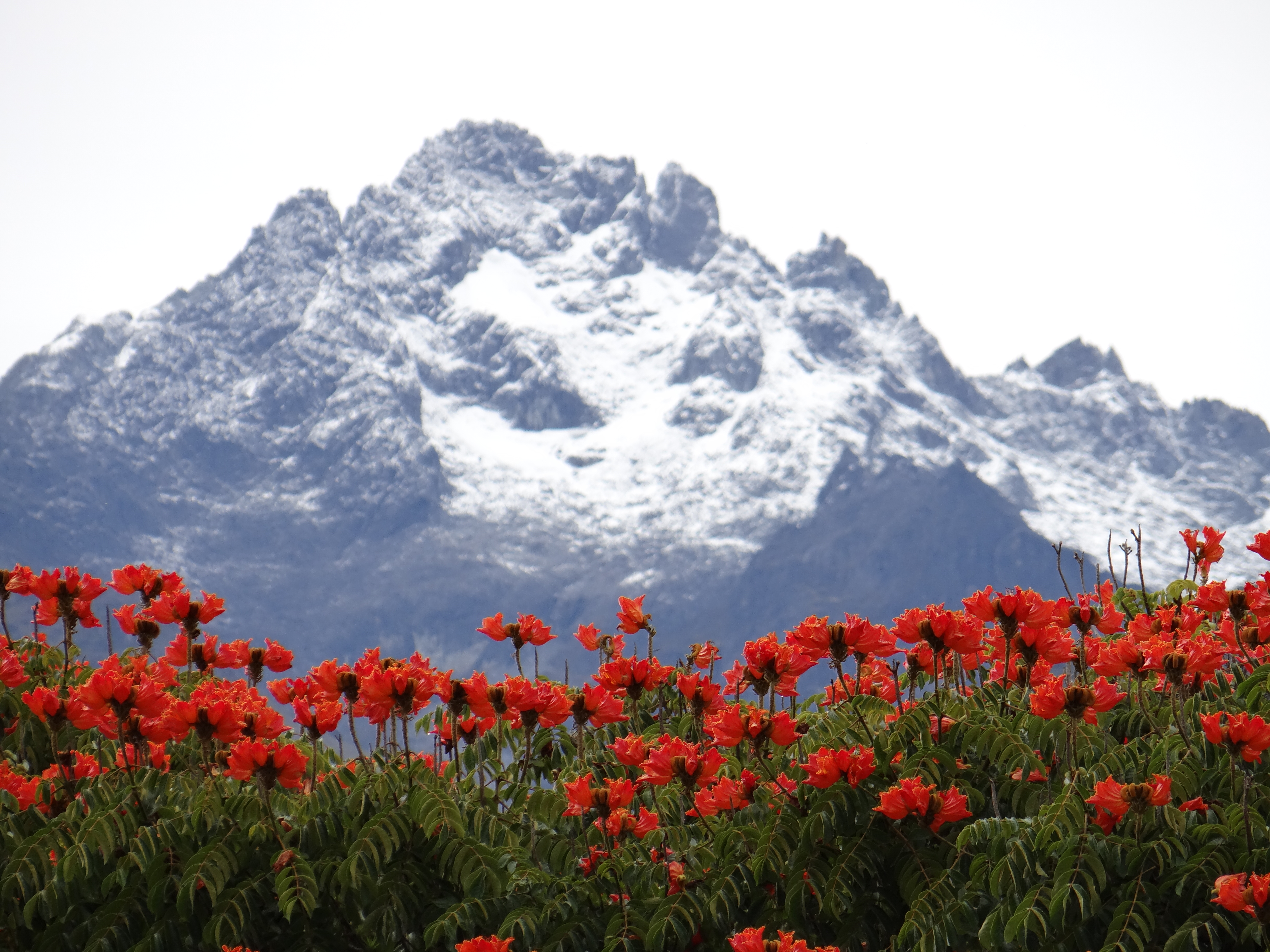 Puncak Bolívar, gunung tertinggi di Venezuela, di Taman Nasional Sierra Nevada de Mérida.