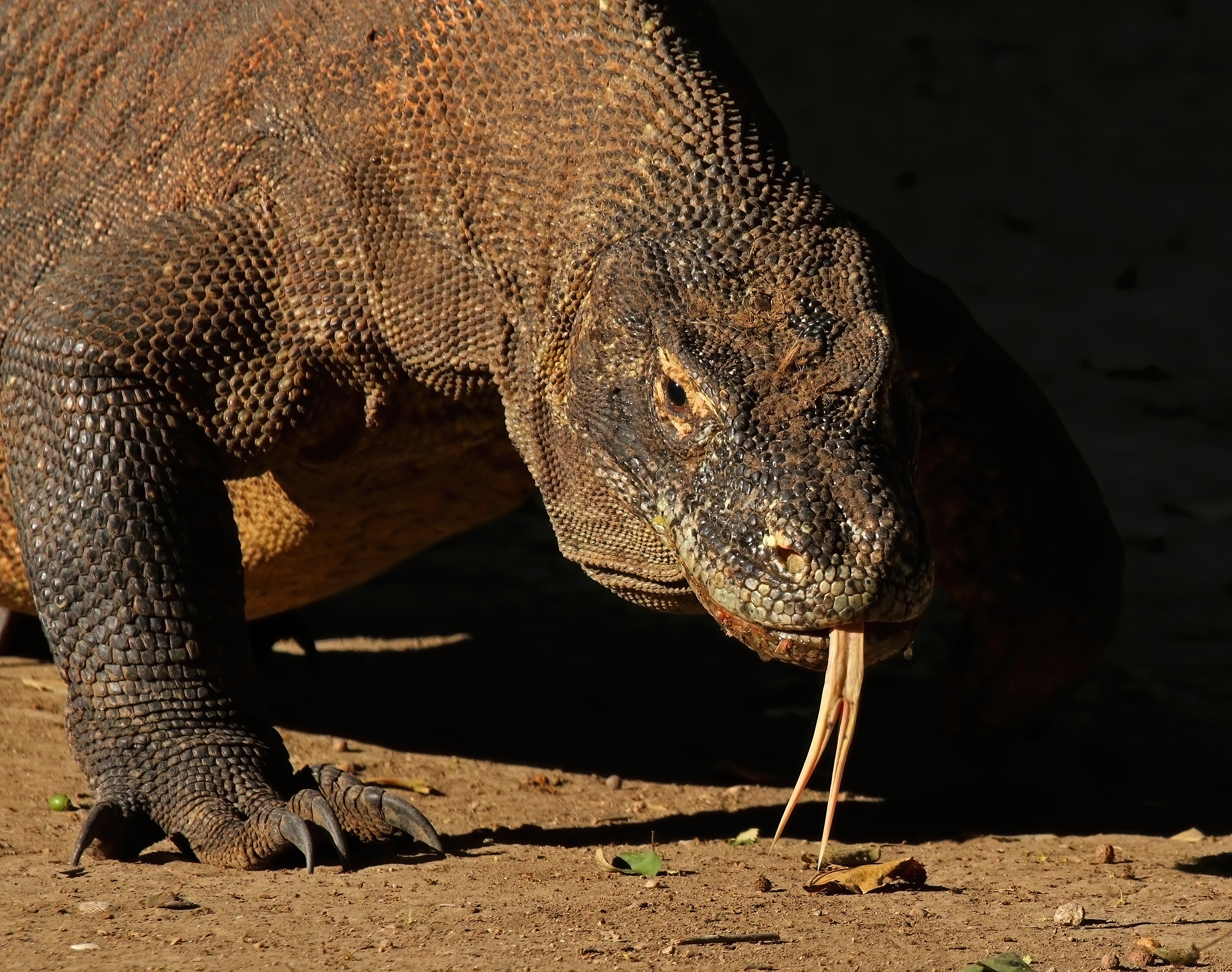 Biawak Komodo