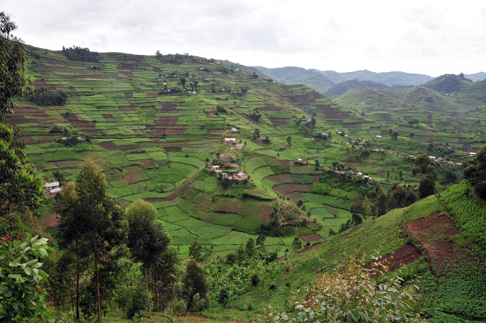 Những cánh đồng cà phê ở tây nam Uganda