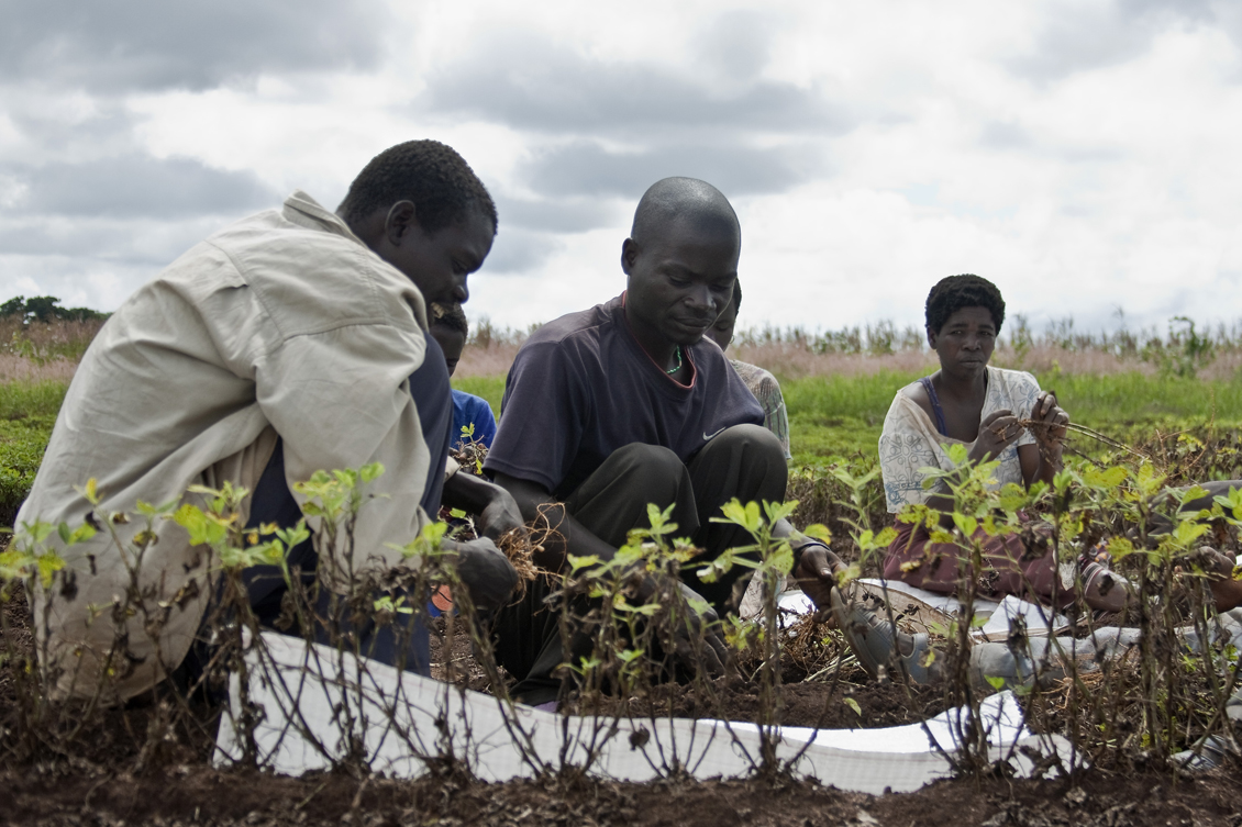 Thu hoạch đậu Bambara tại một trạm nghiên cứu nông nghiệp ở Malawi