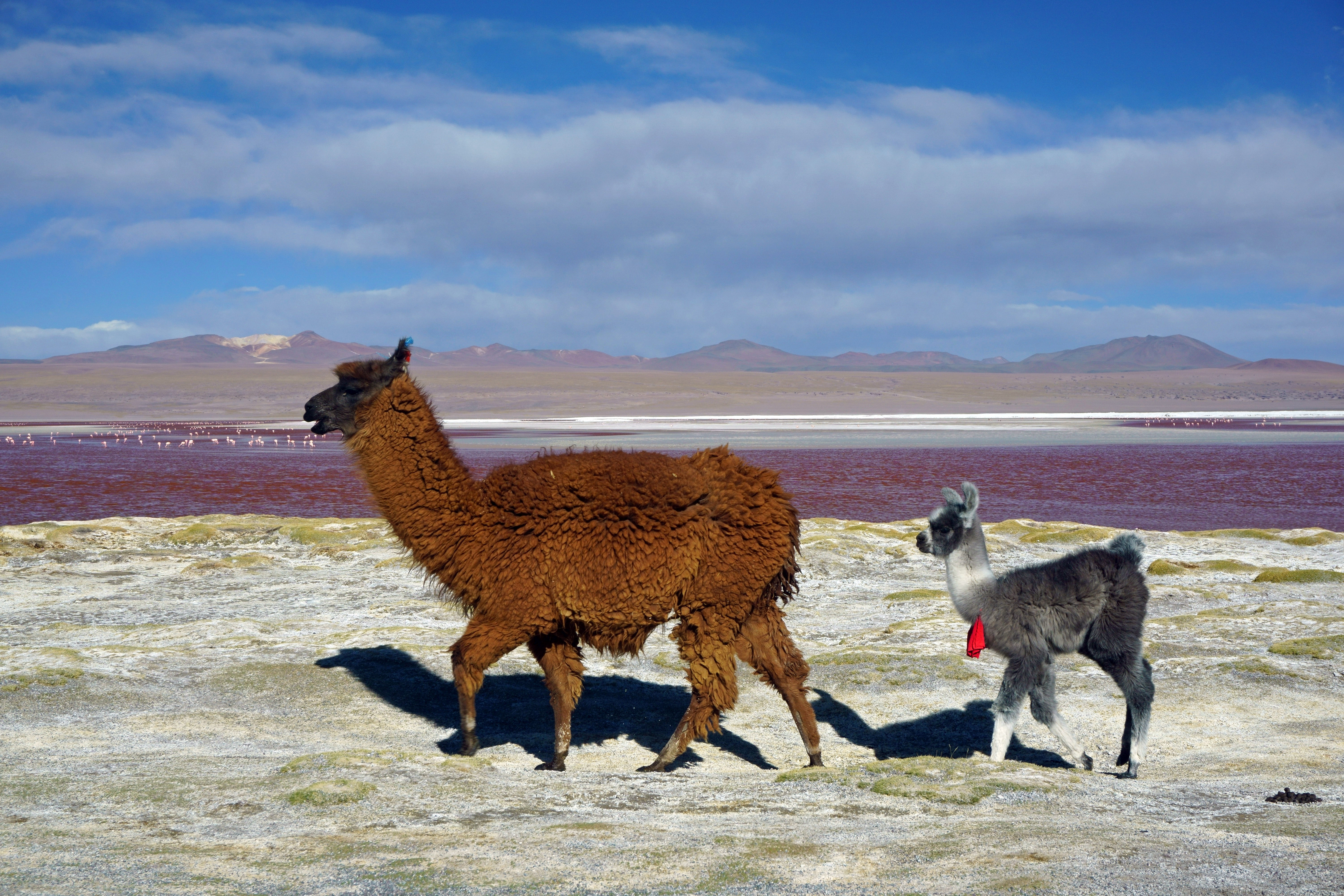 Haiwan kebangsaan Bolivia, llama, di Laguna Colorada.