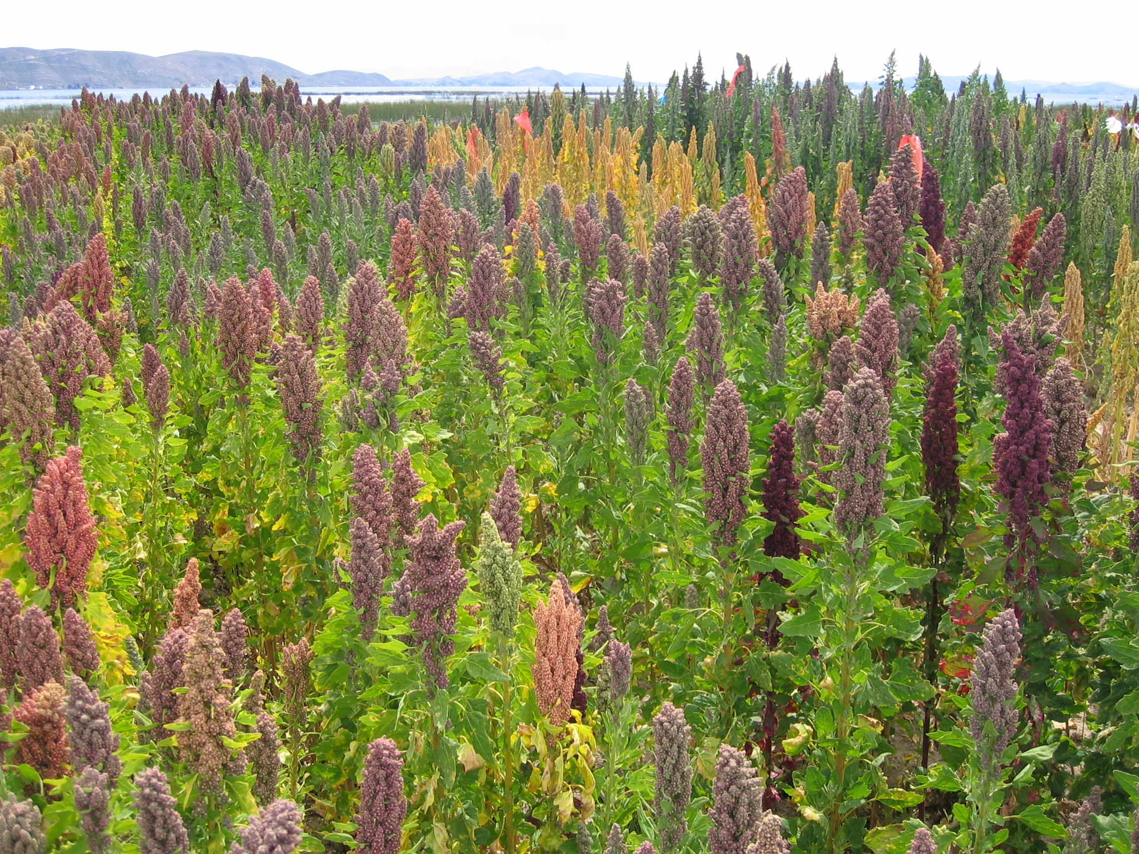 Ladang Quinoa berhampiran Tasik Titicaca. Bolivia ialah pengeluar tanaman kedua terbesar di dunia.