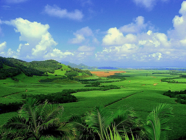 Perkebunan tebu di Mauritius