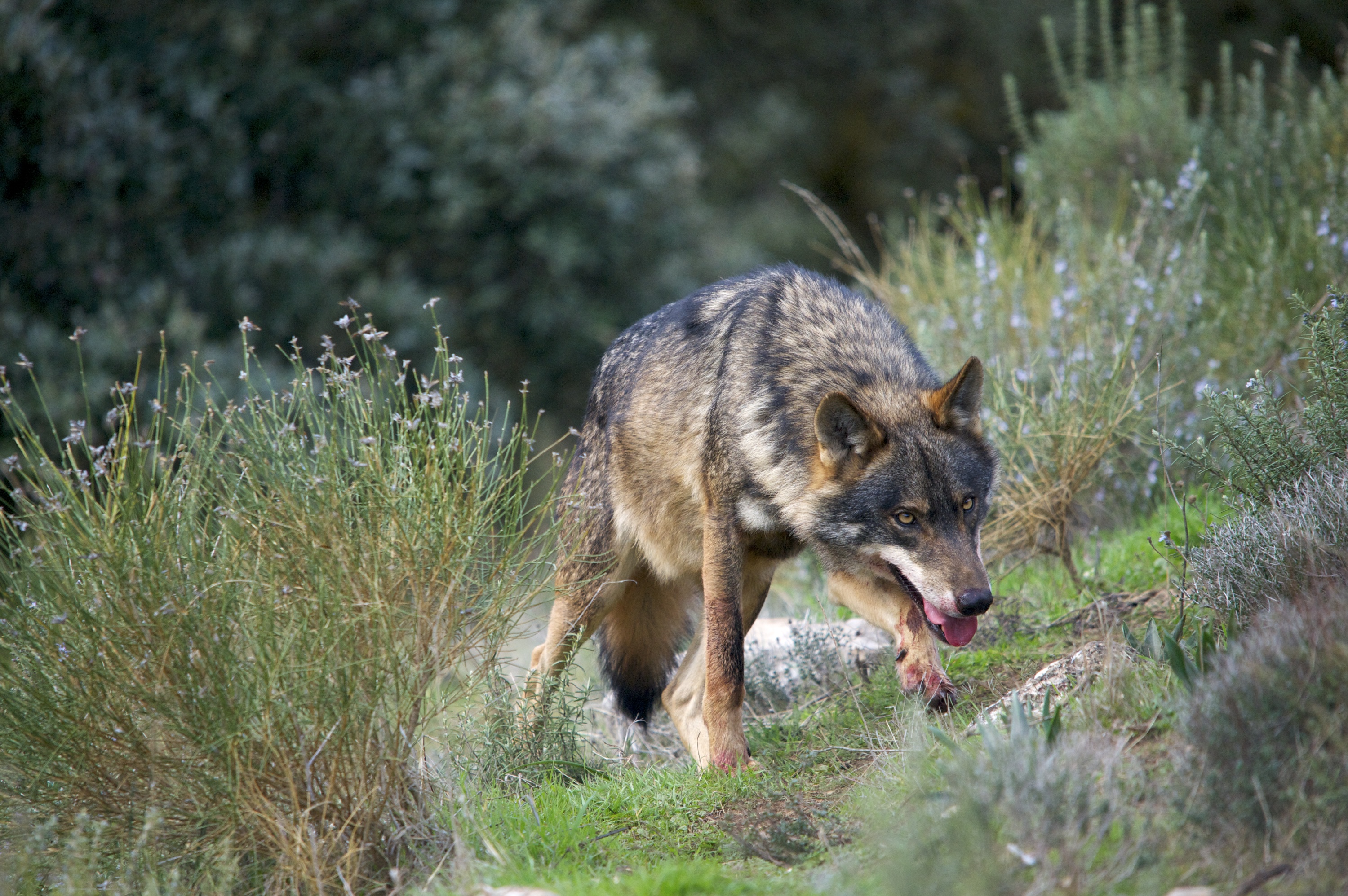 Serigala Iberia di Castilla dan Leon. Wilayah ini memiliki 25% lahan yang ditutupi oleh kawasan alam yang dilindungi Natura 2000.