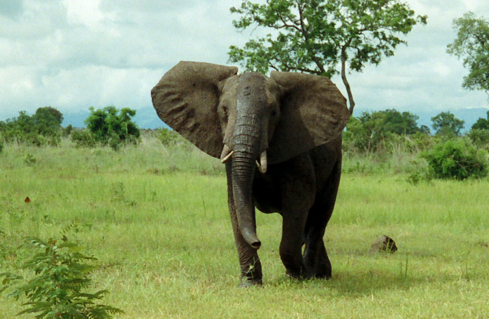 Seekor Gajah semak Afrika