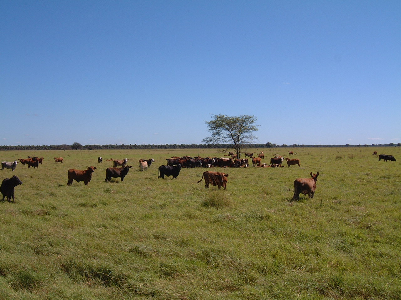 Cattle ranching in the Paraguayan Chaco