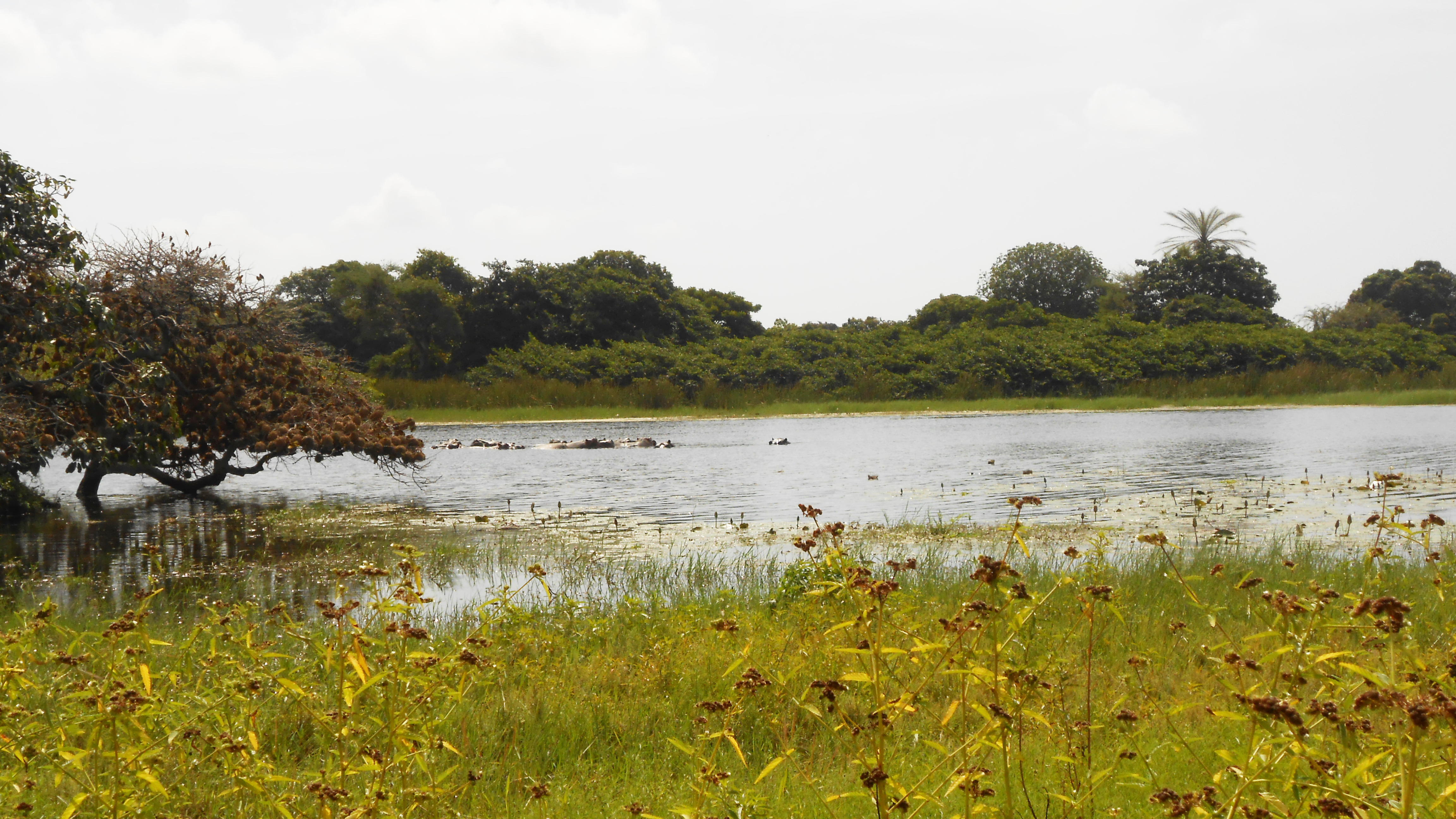 Rare salt water hippopotamuses on Orango Island