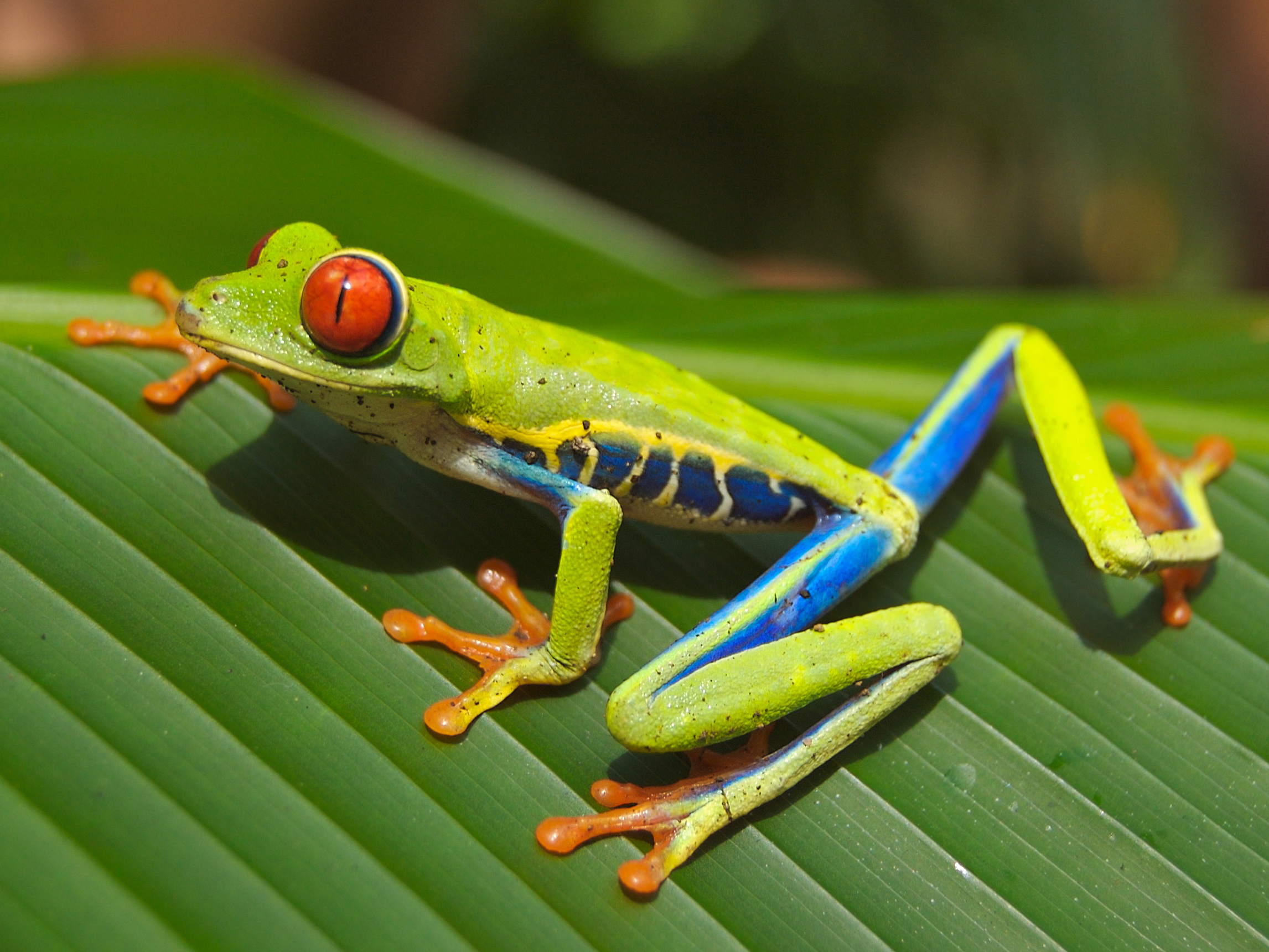 กบต้นไม้ตาสีแดง (Agalychnis callidryas)