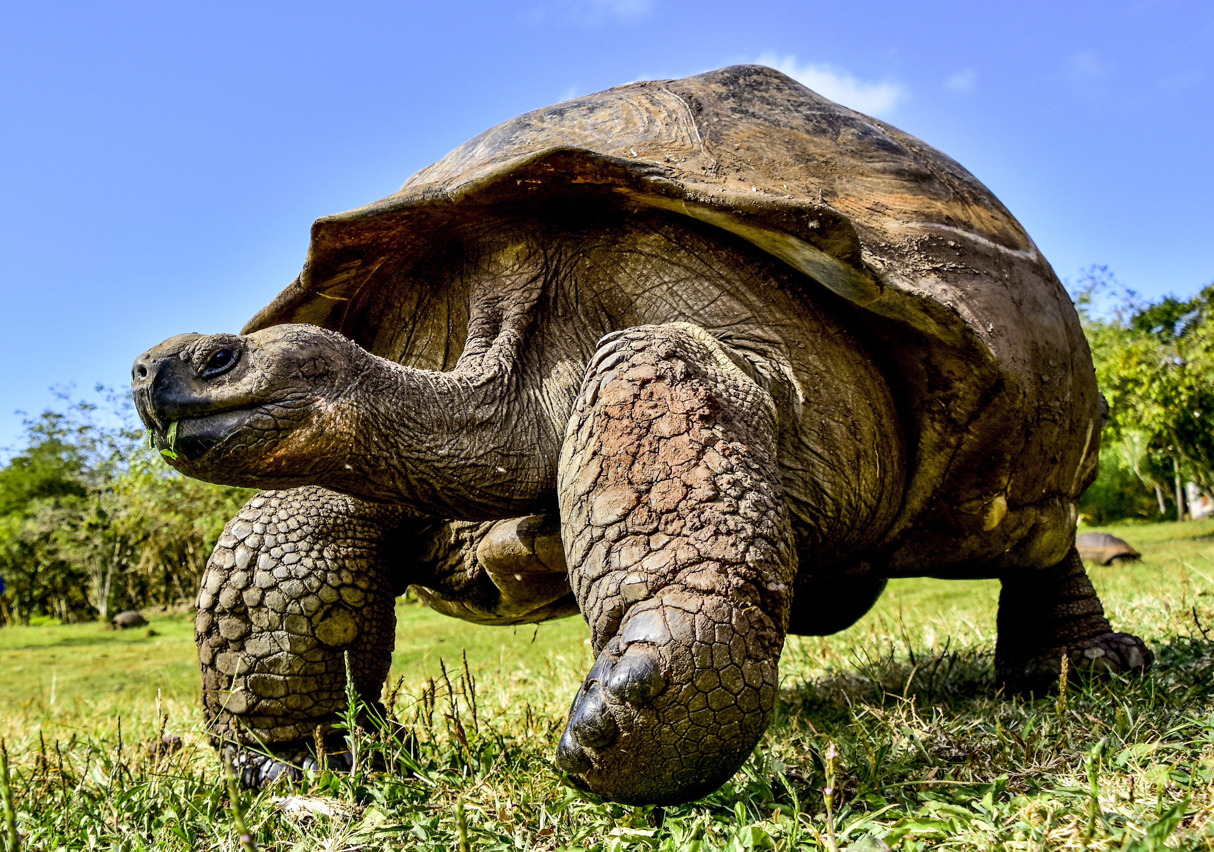 Kura-kura Santa Cruz Barat di Kepulauan Galápagos
