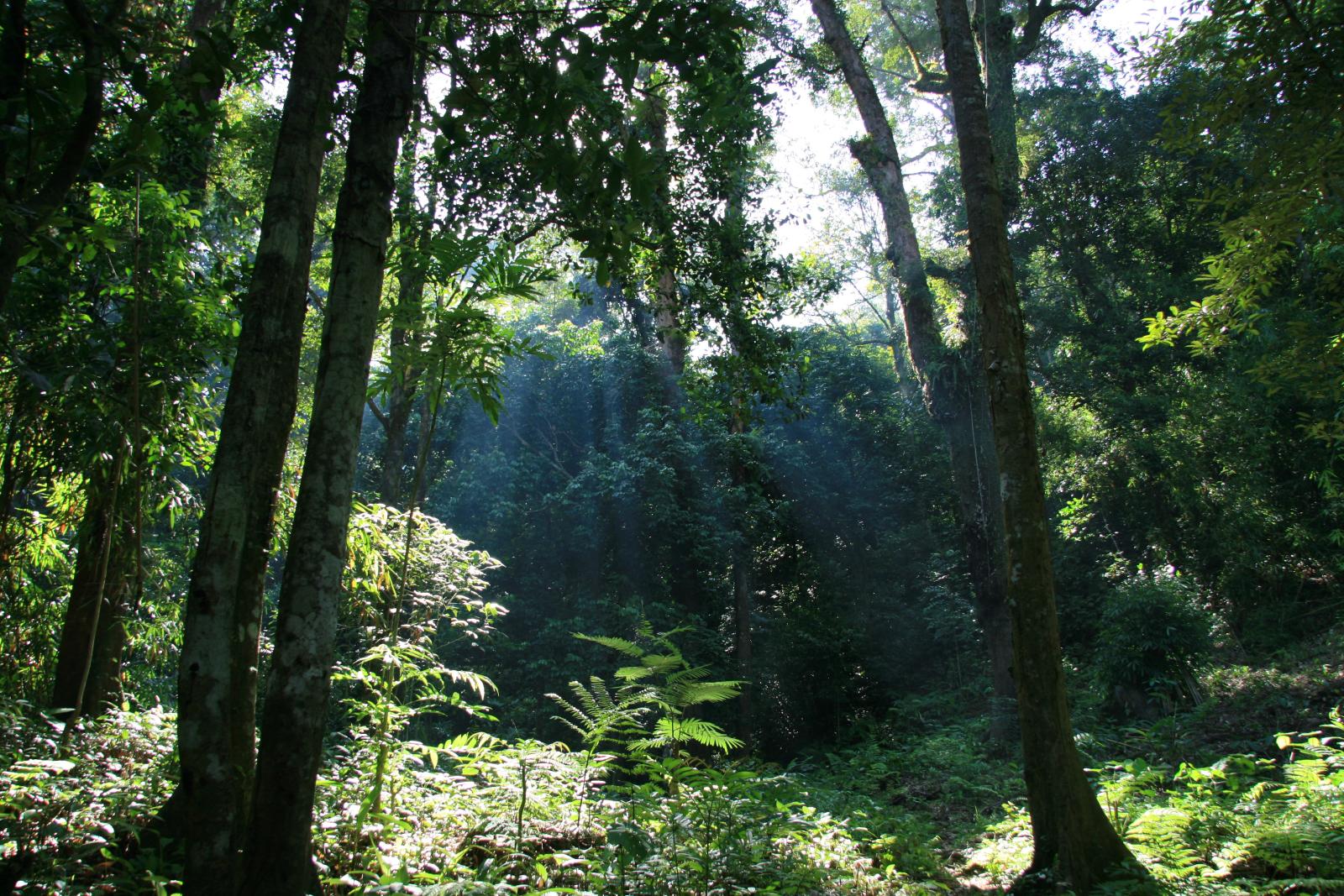 Hutan hujan di Taman Negara Gunung Palung, Kalimantan Barat.