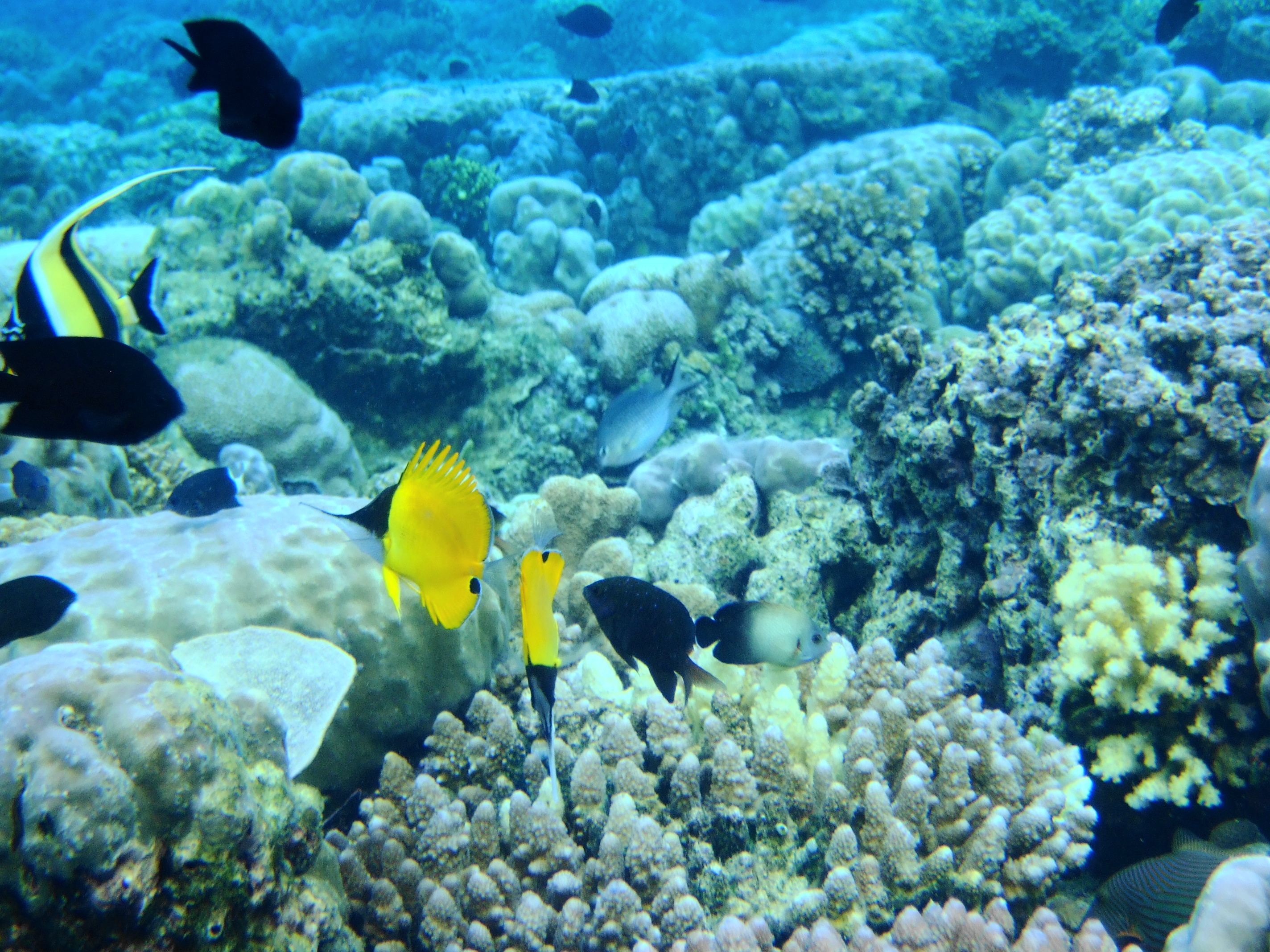 Taman Negara Bunaken di Segitiga Terumbu Karang, salah satu daripada lebih 100 kawasan perlindungan marin Indonesia.