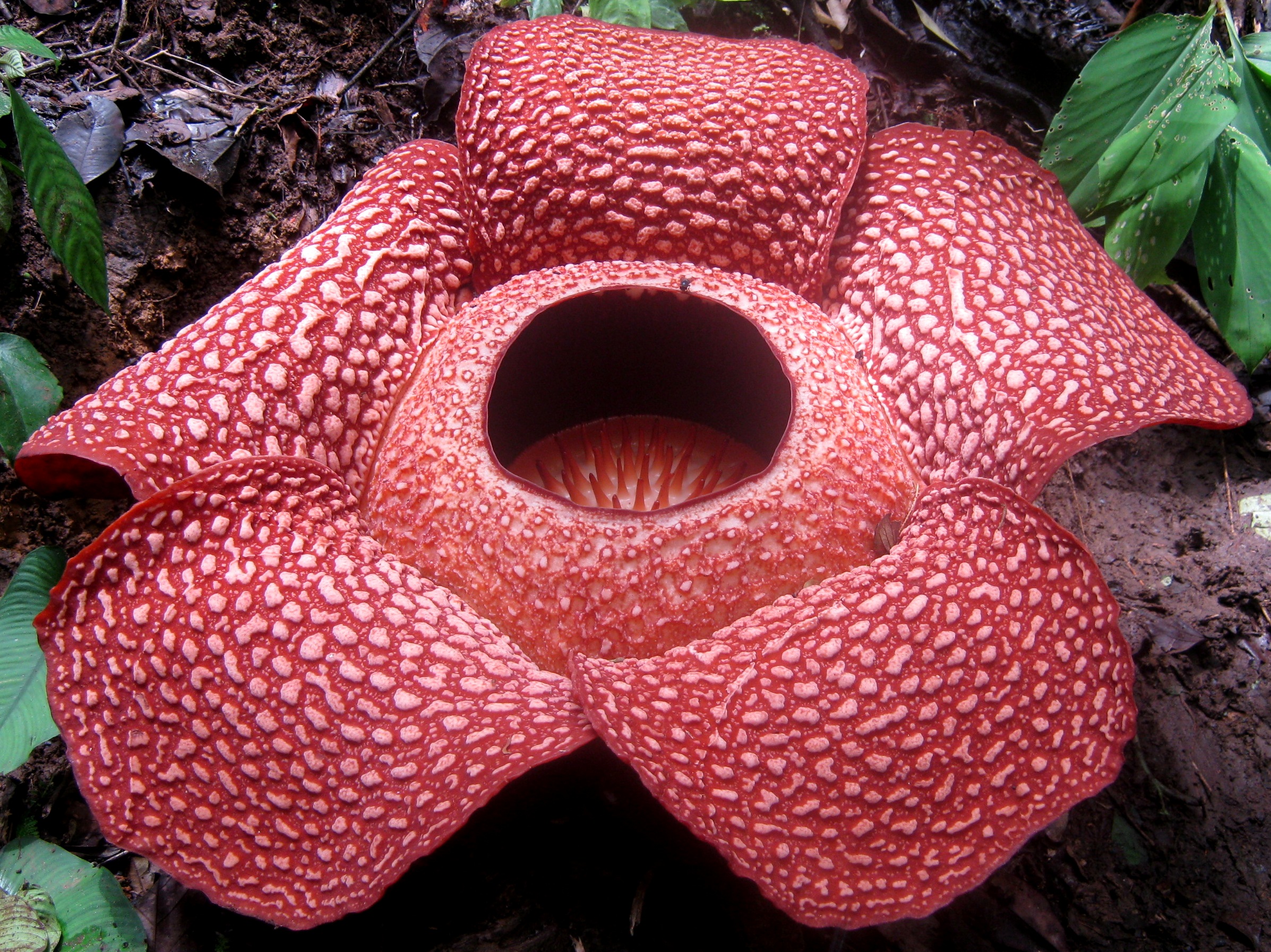 Rafflesia arnoldii