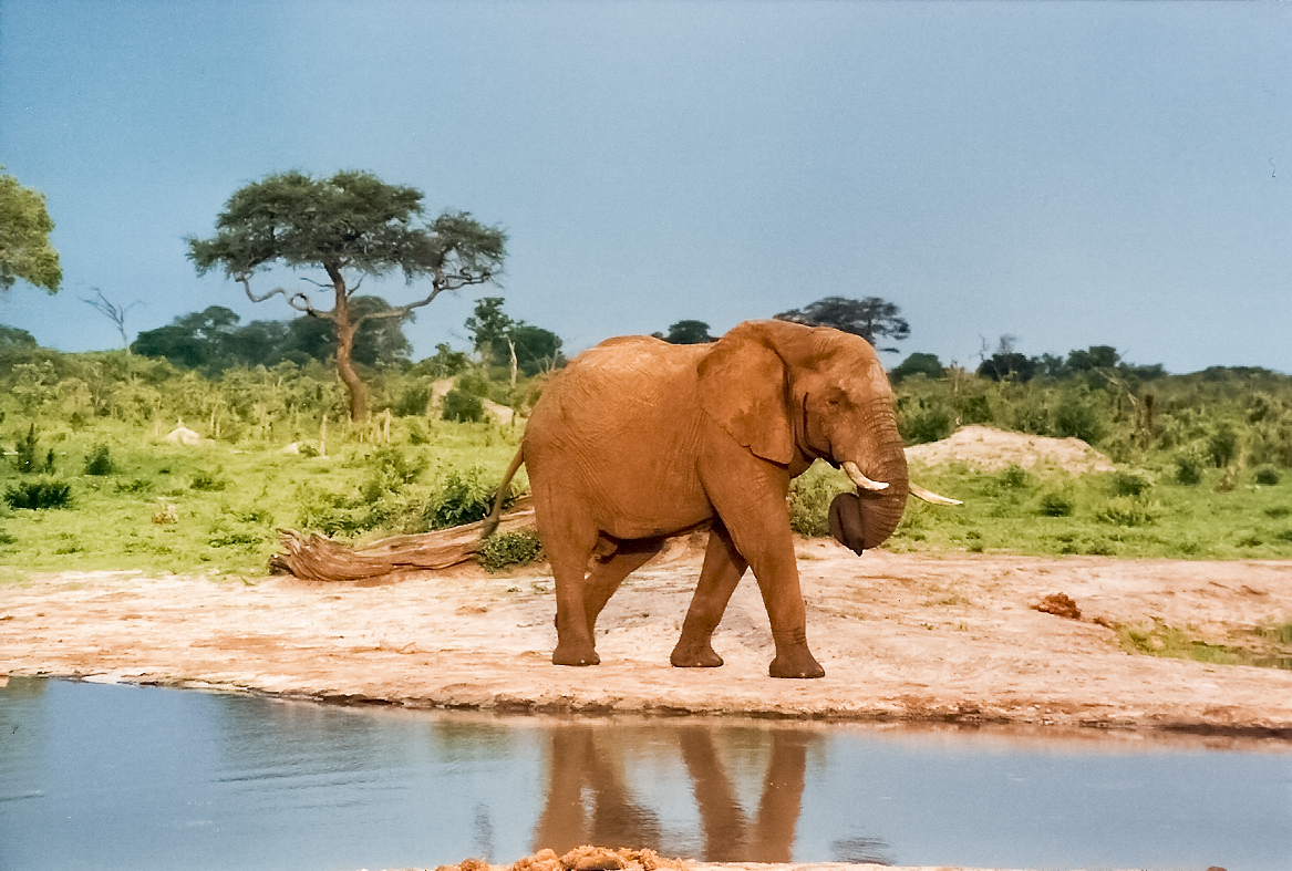 Seekor gajah di lubang air di Taman Nasional Hwange