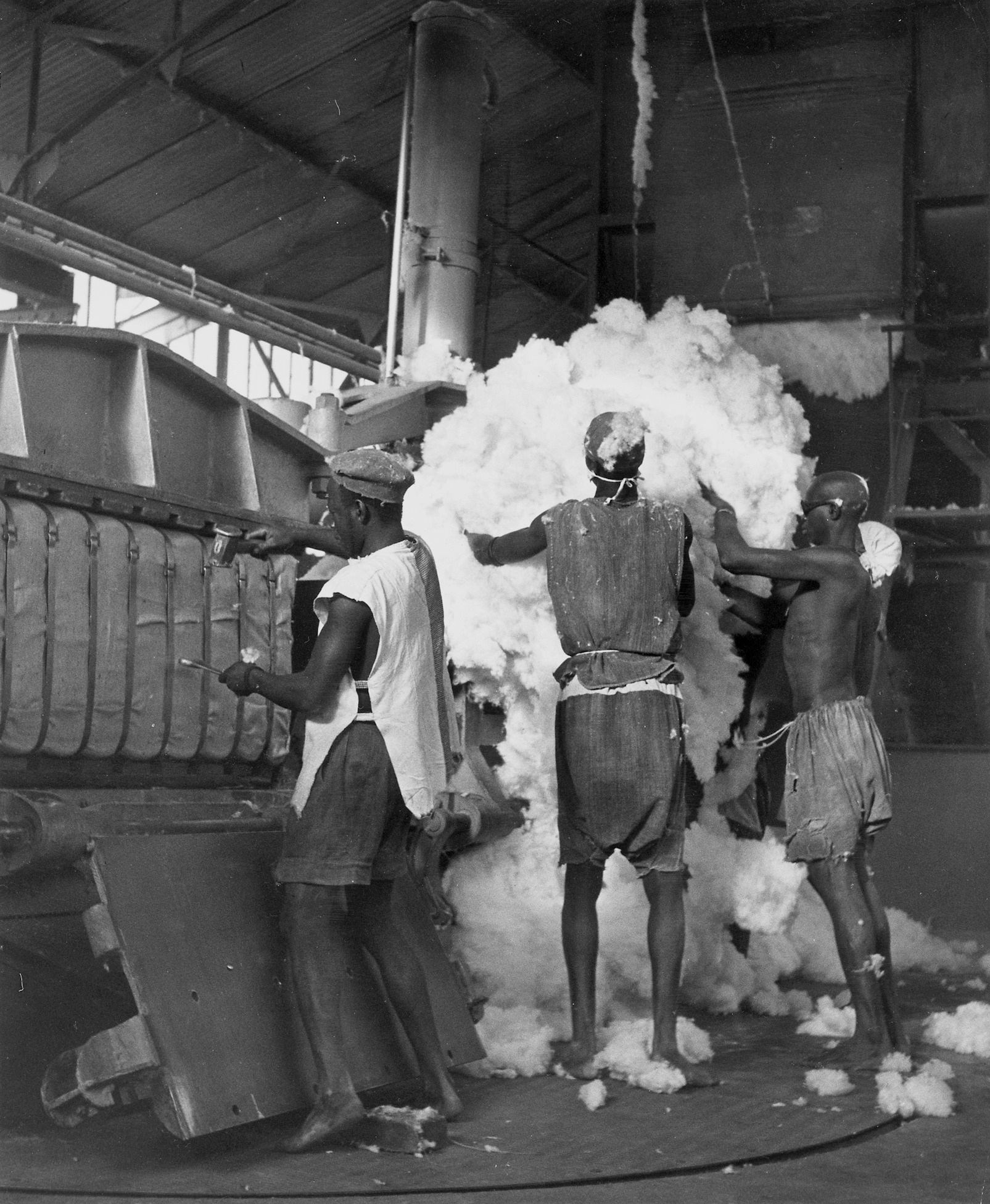 Kapas sedang diproses di Niono menjadi bal seberat 181 kg (400 lb) untuk diekspor ke bagian lain Afrika dan ke Prancis, sekitar tahun 1950.