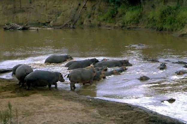 Badiar National Park, an important area for biodiversity conservation in Guinea.