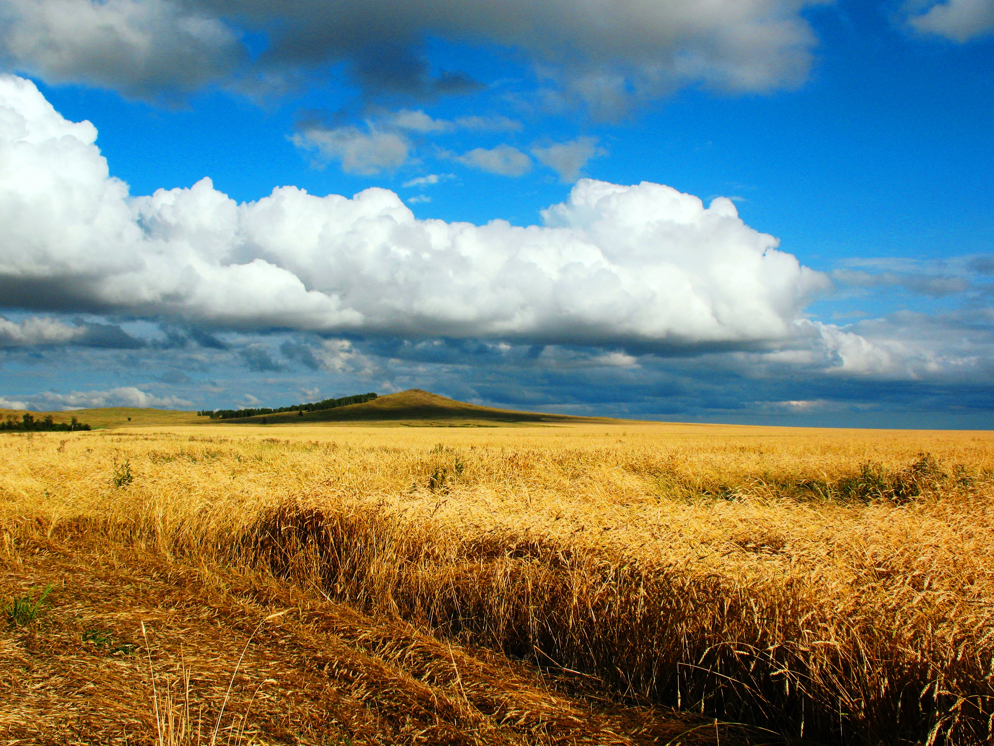 Ladang bijirin berhampiran Kökşetau