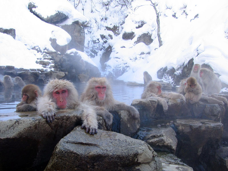 Japanese macaques (Macaca fuscata) bathing in a hot spring at Jigokudani Monkey Park, Nagano. Japan's diverse ecosystems support many endemic species.