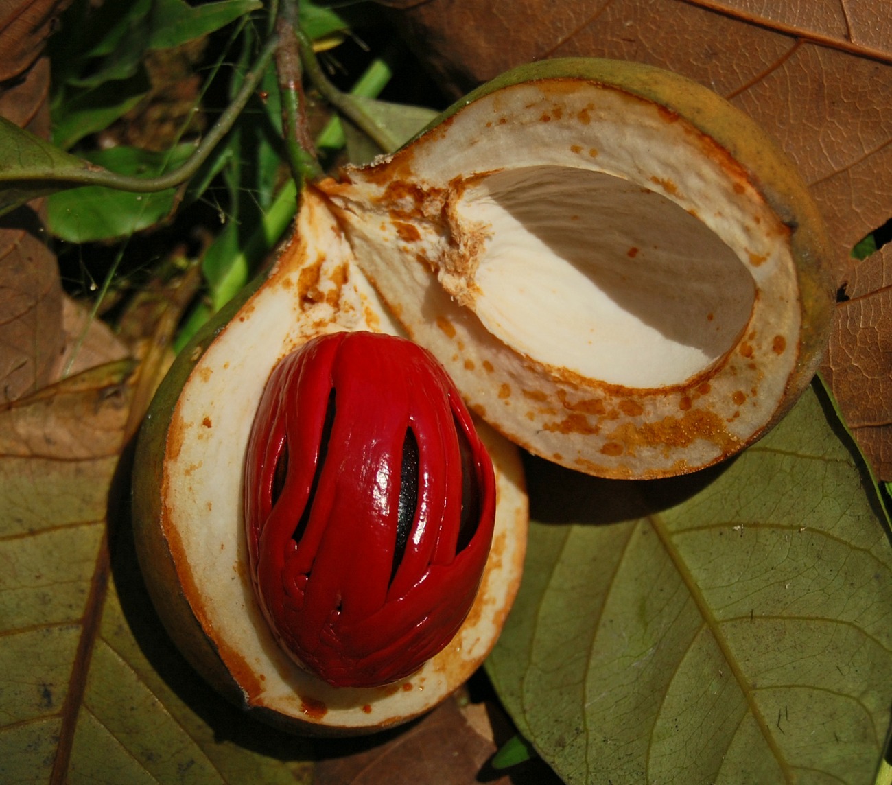 Buah pala yang terbuka, menunjukkan biji dan arilus merah yang digunakan untuk fuli.
