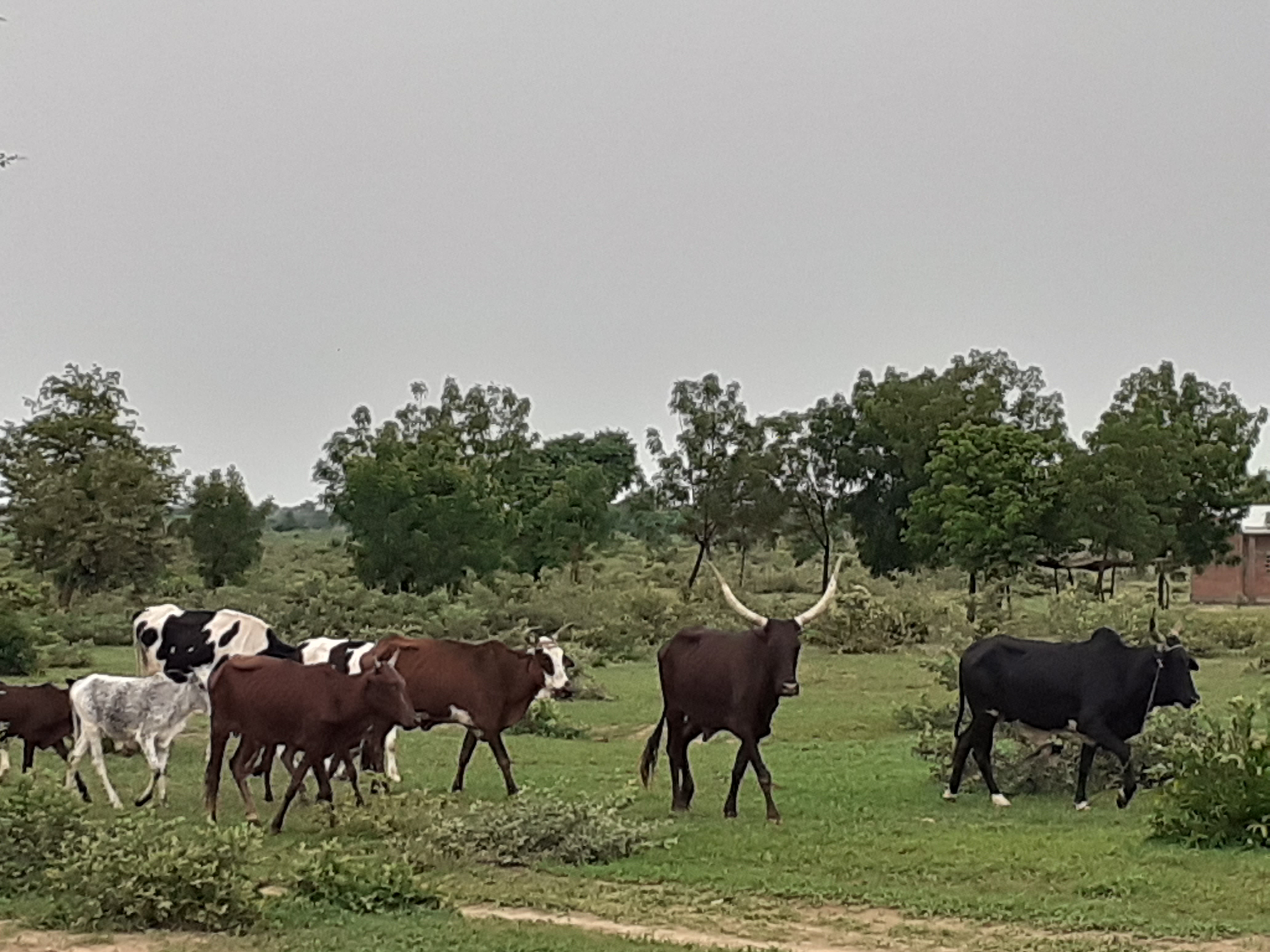 Sapi jantan dan sapi Belanda di komunitas Wallya selama musim hujan di Kamerun